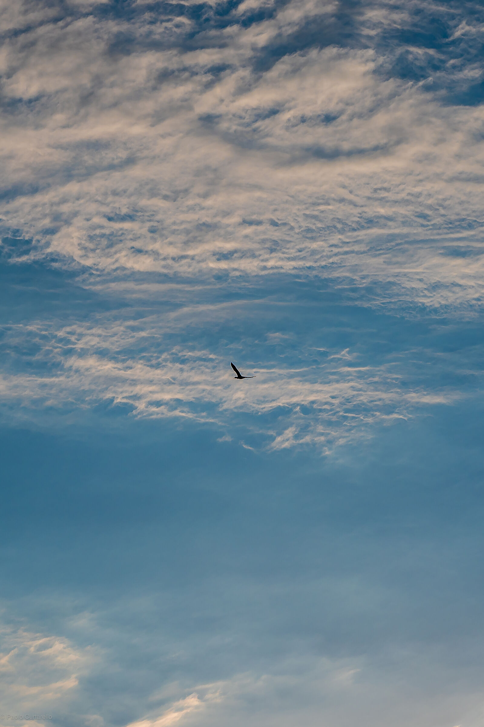 The sky and the bird