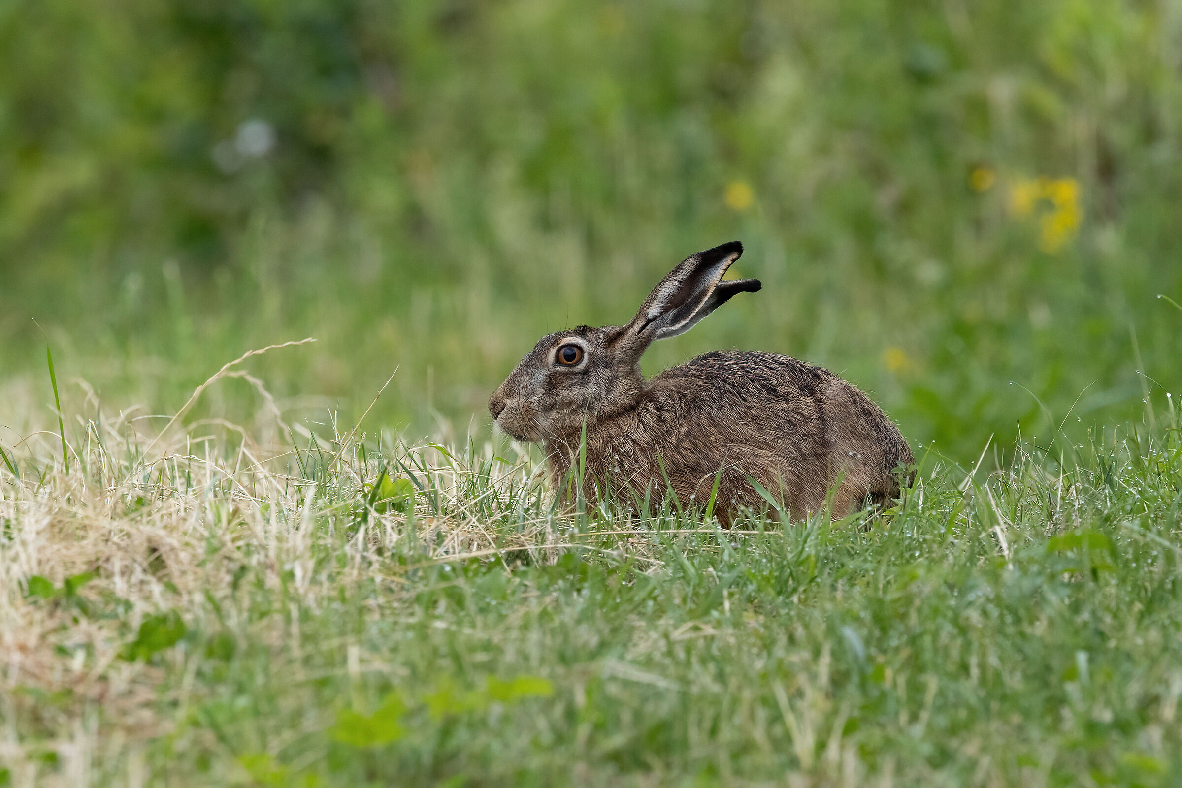 Hare