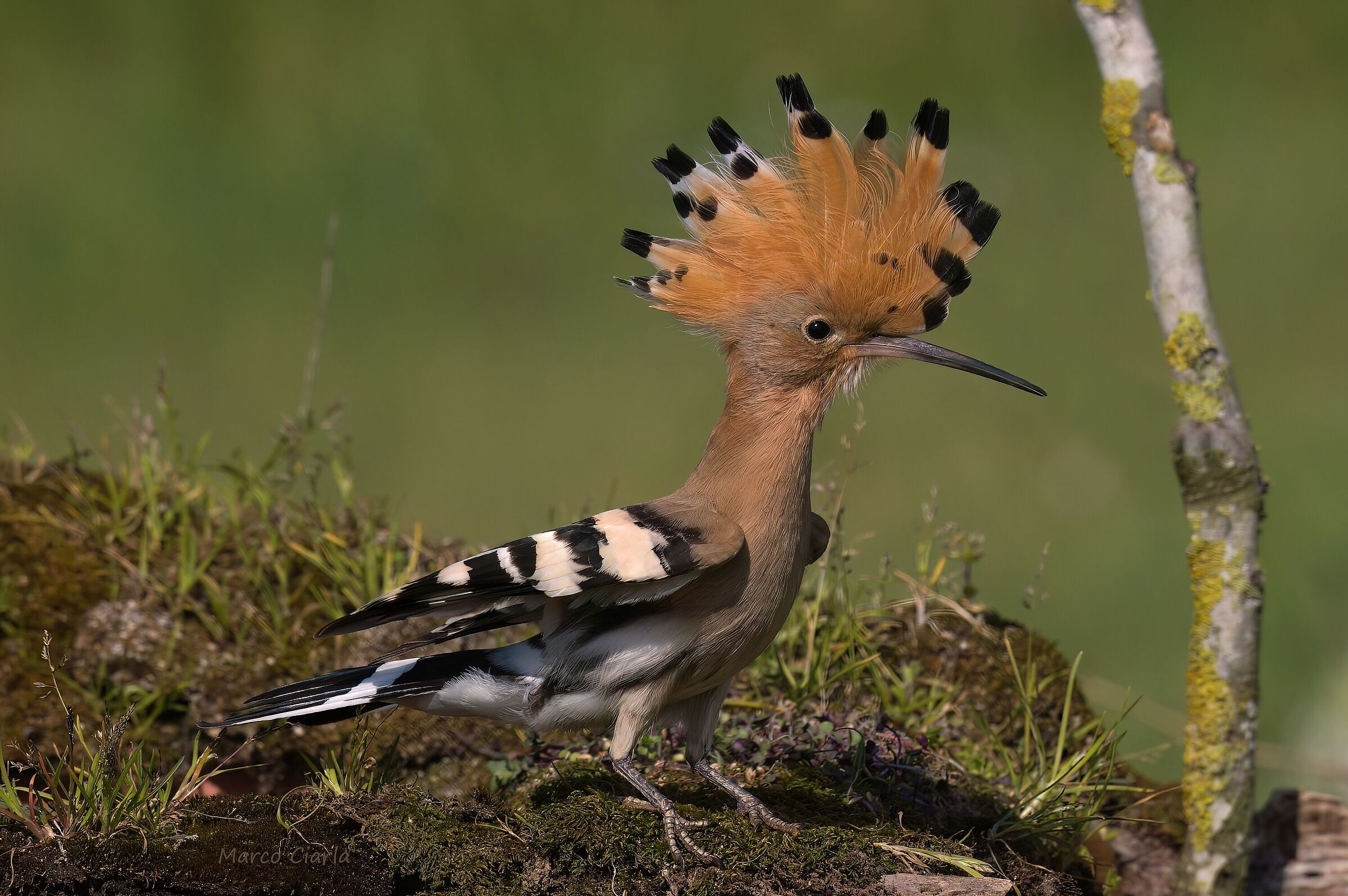 Hoopoe (Upupa epops)