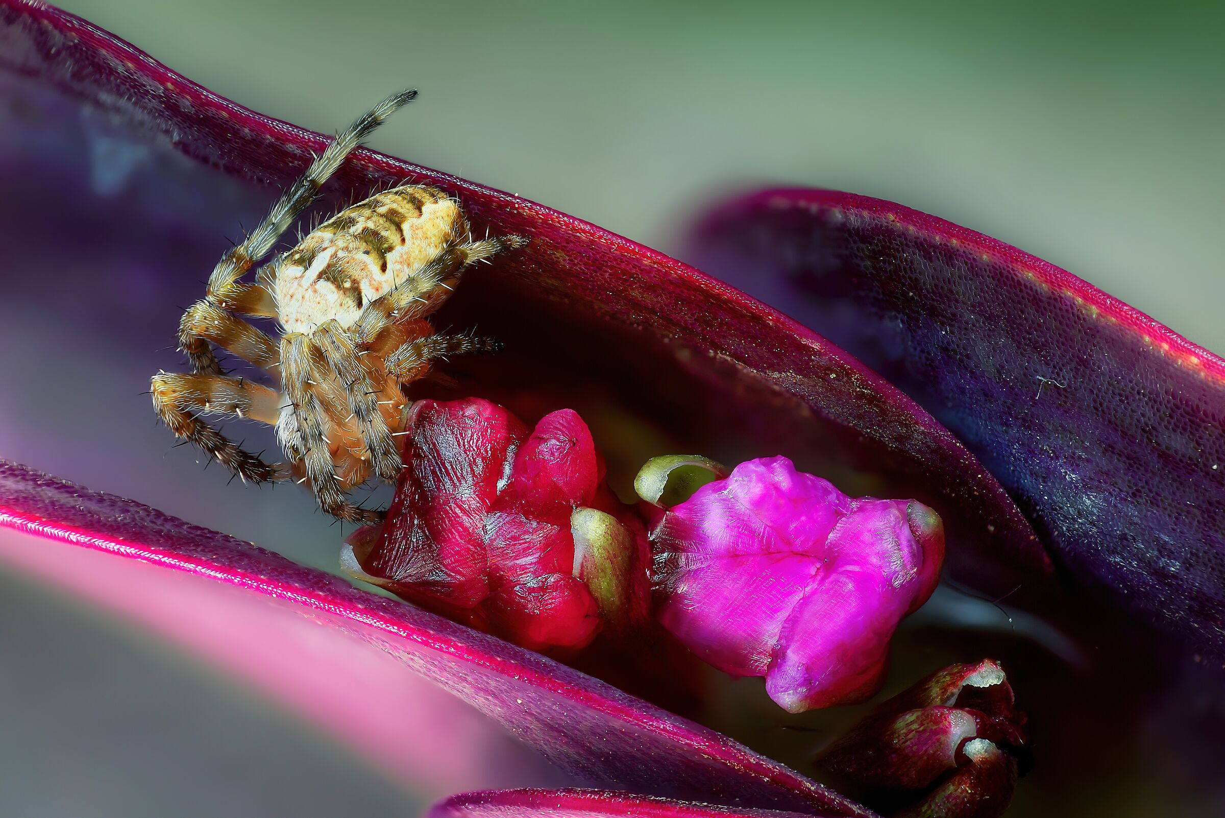 Il loft del Ragno crociato