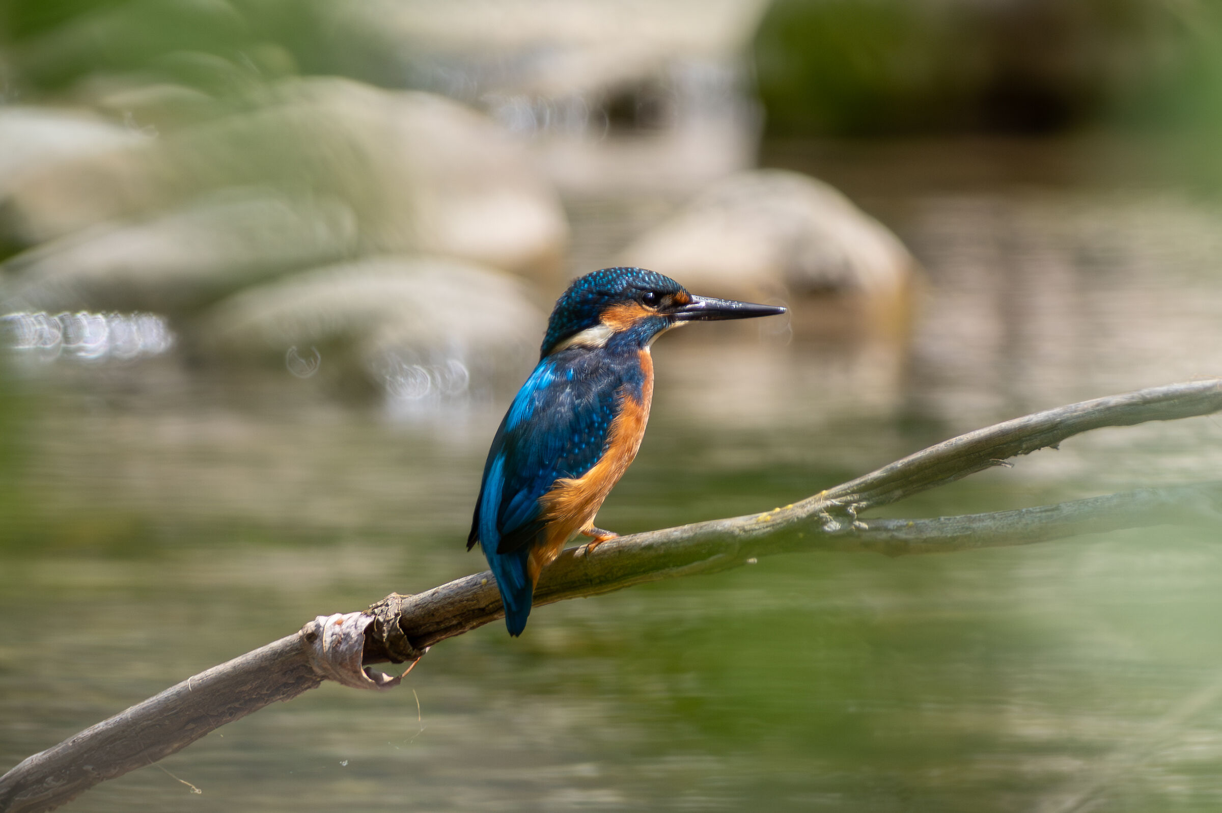 Kingfisher (Alcedo atthis)