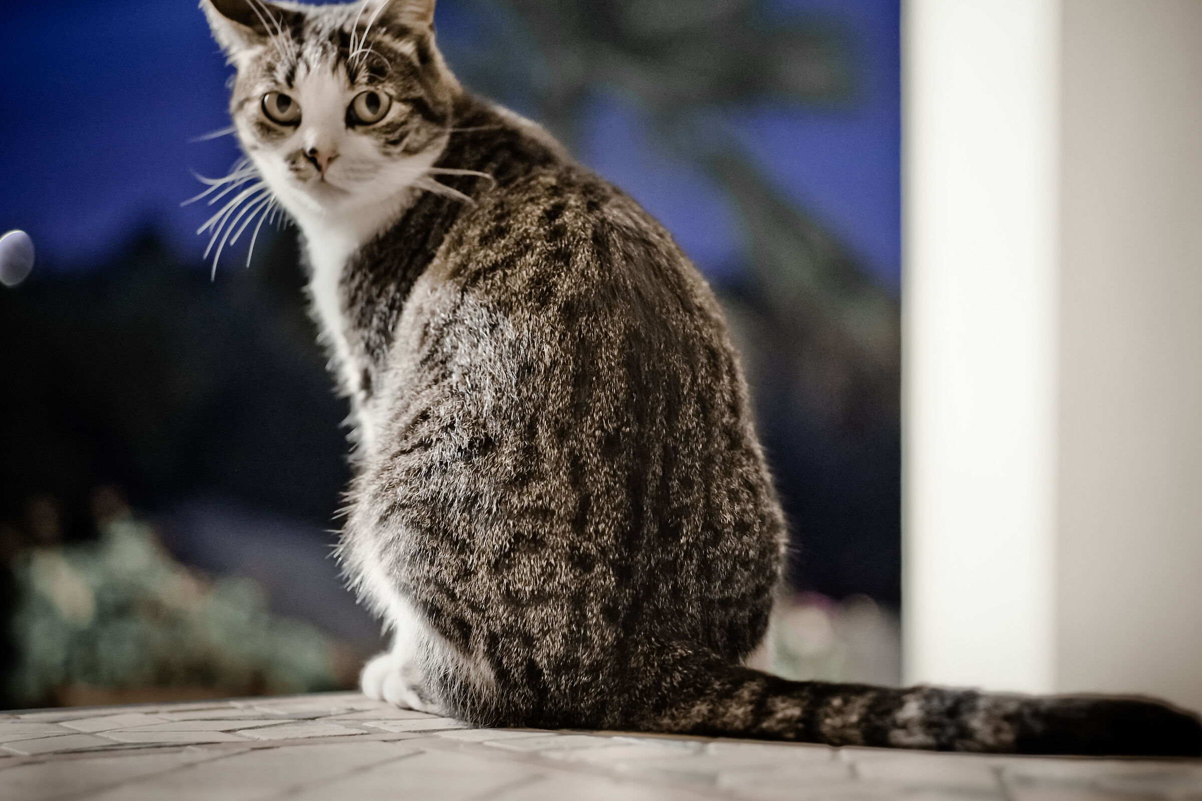 Cat in the Moonlight