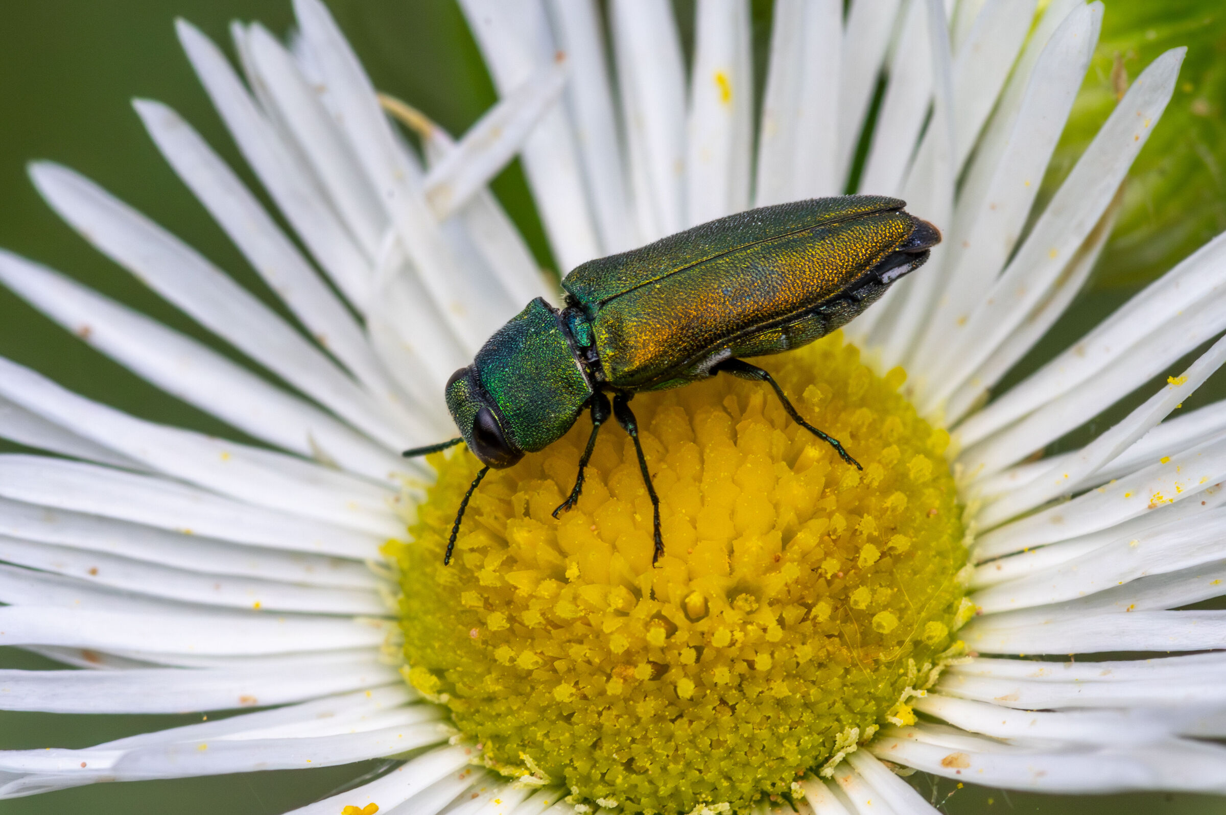 Buprestidae (Anthaxia sp.)