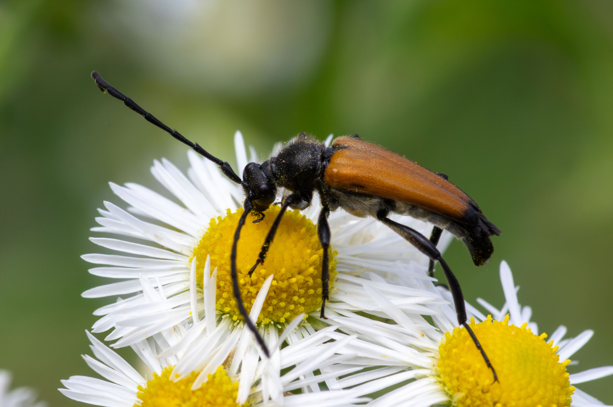Cerambycidae