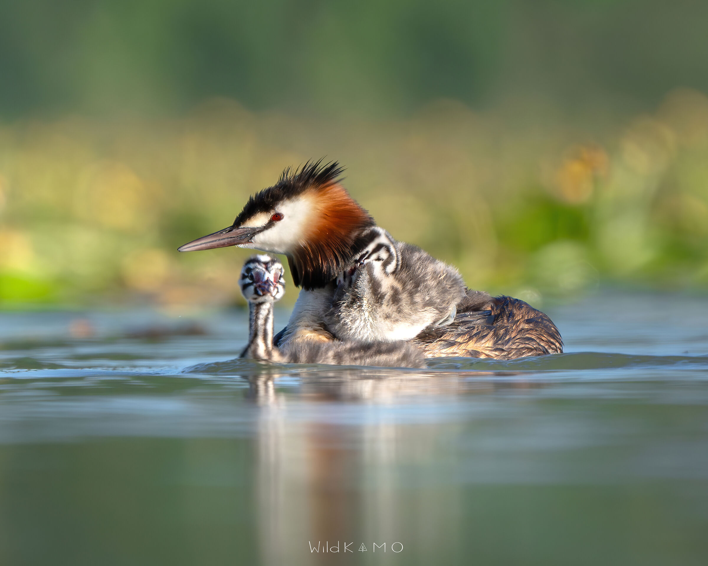 Momento perfetto di mamma svasso con le nuove leve