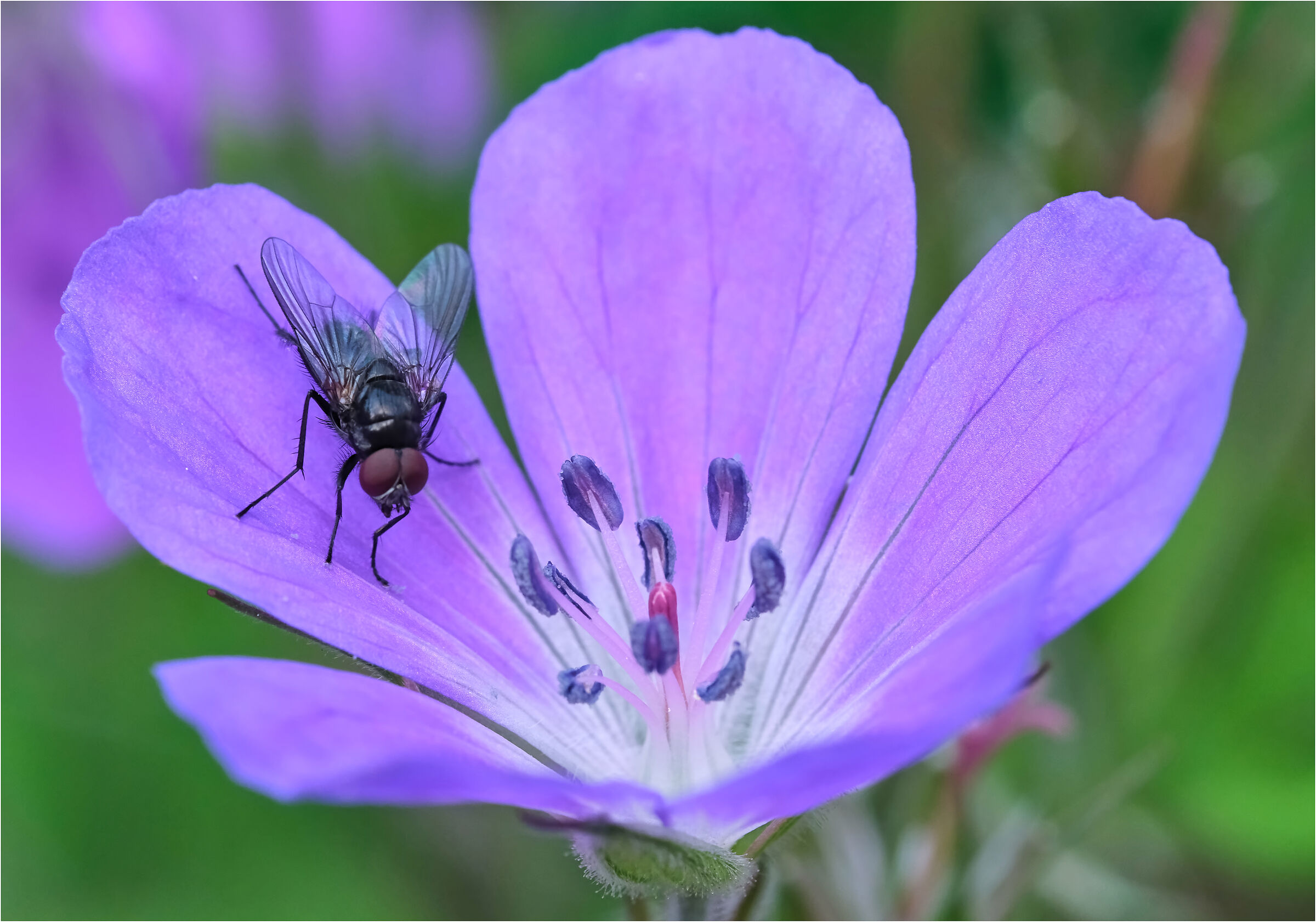 The fly on the plant