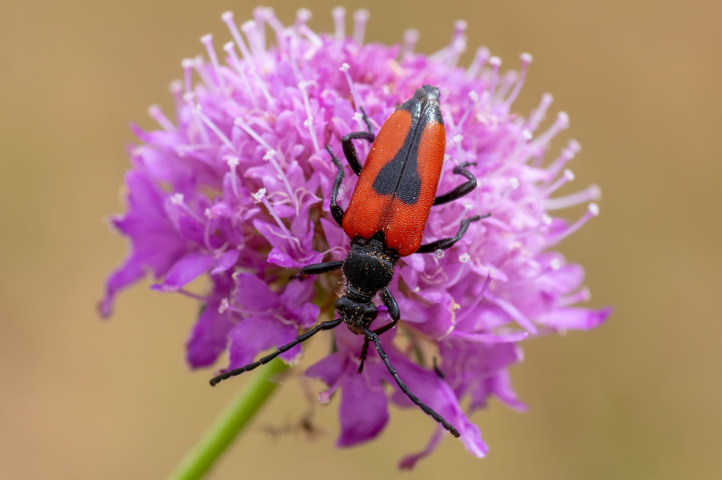 Cerambycidae (Corymbia cordigera)