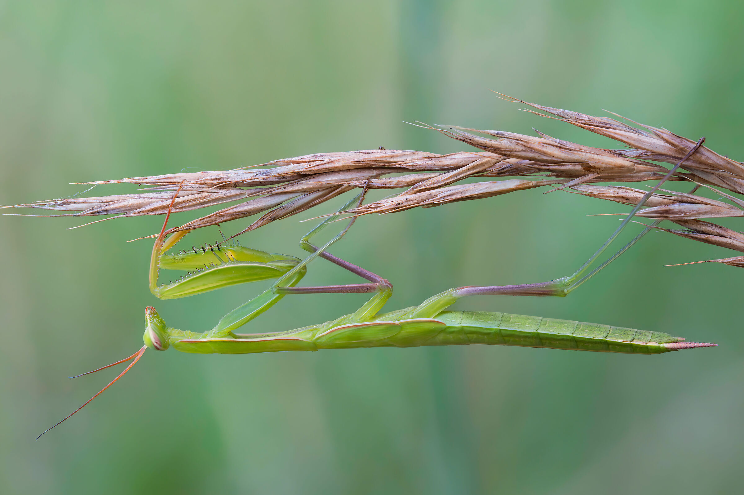 Mantis religiosa