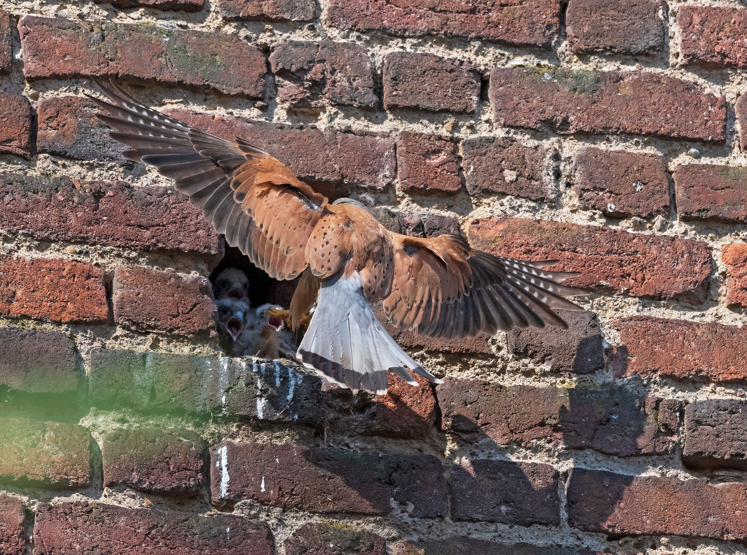 Smaller kestrels