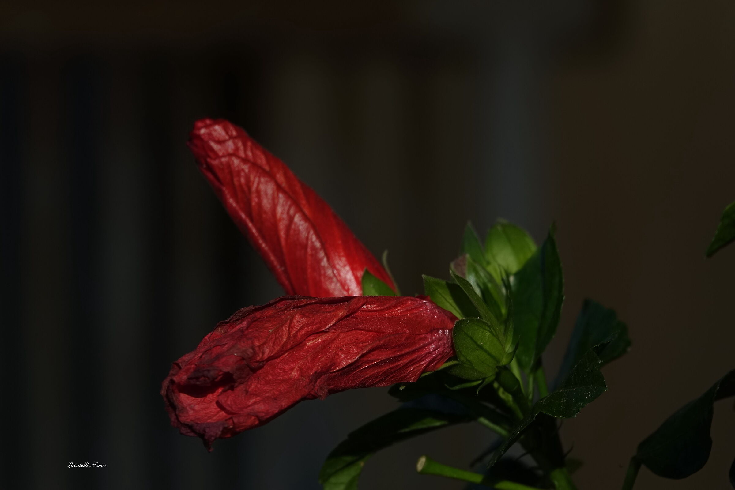 Hibiscus