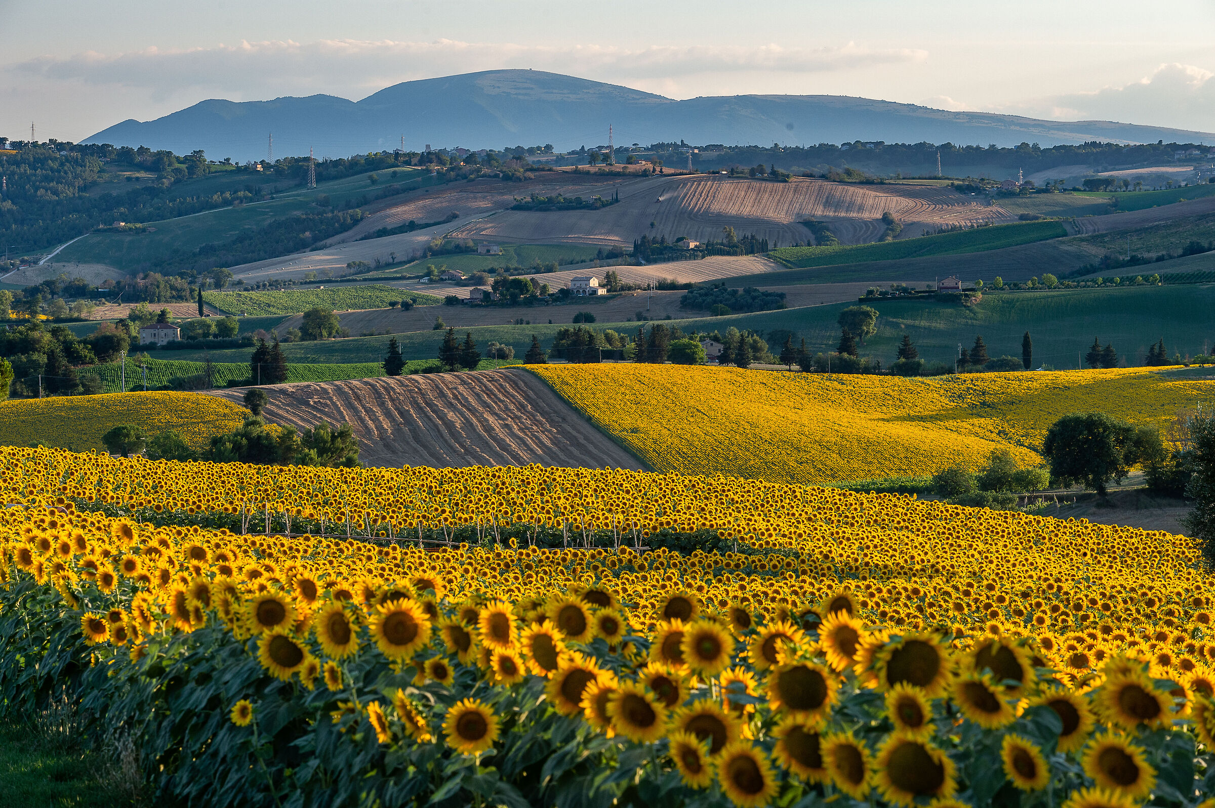 Giallo girasole ?