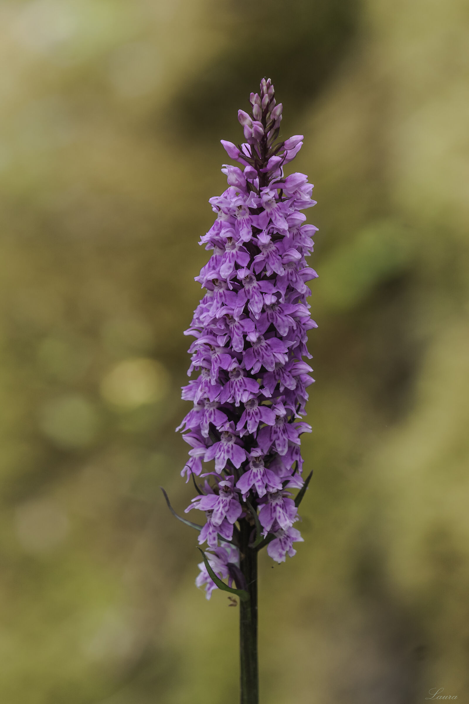 Dactylorhiza maculata