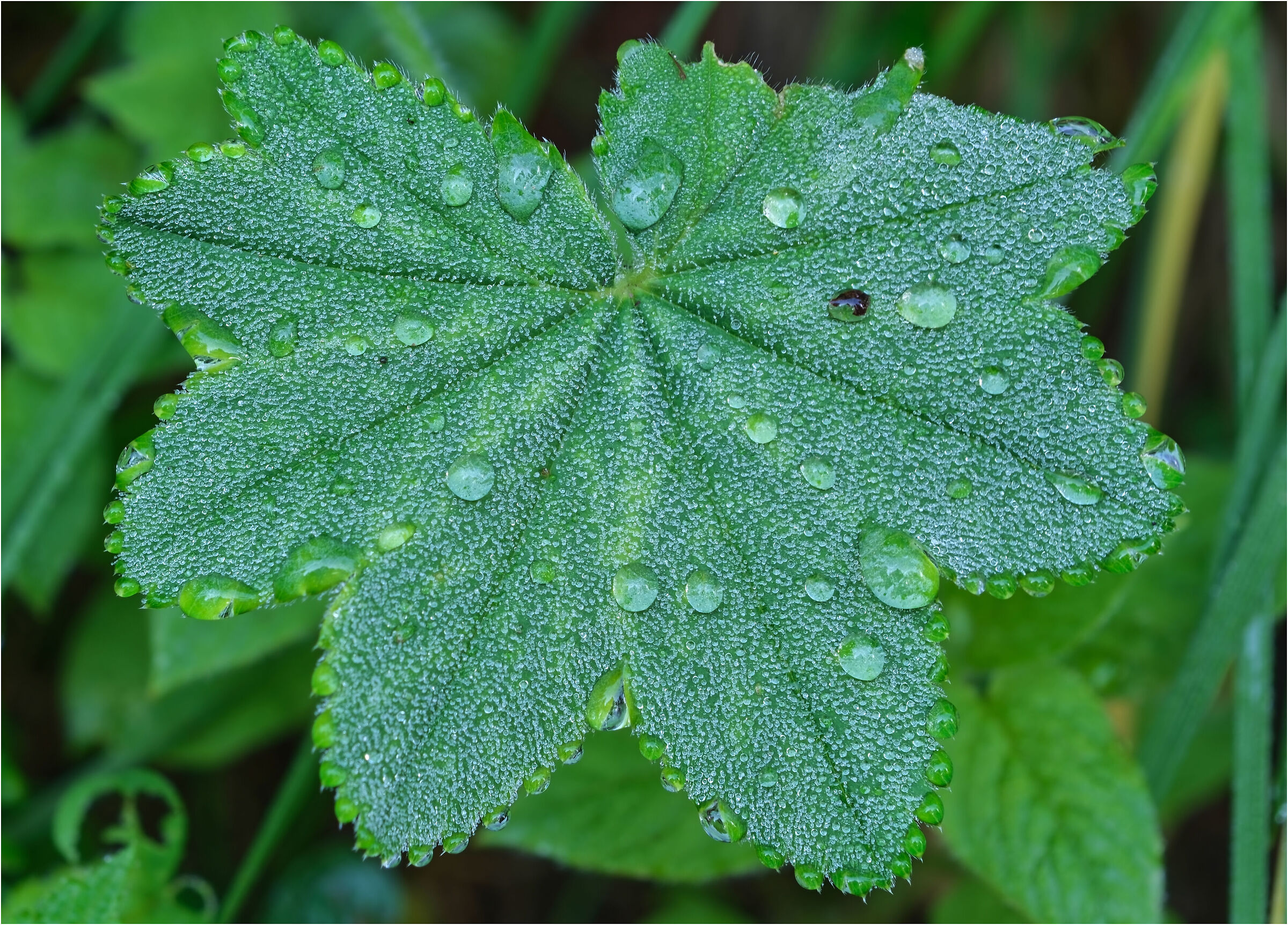 Sheet with water drops