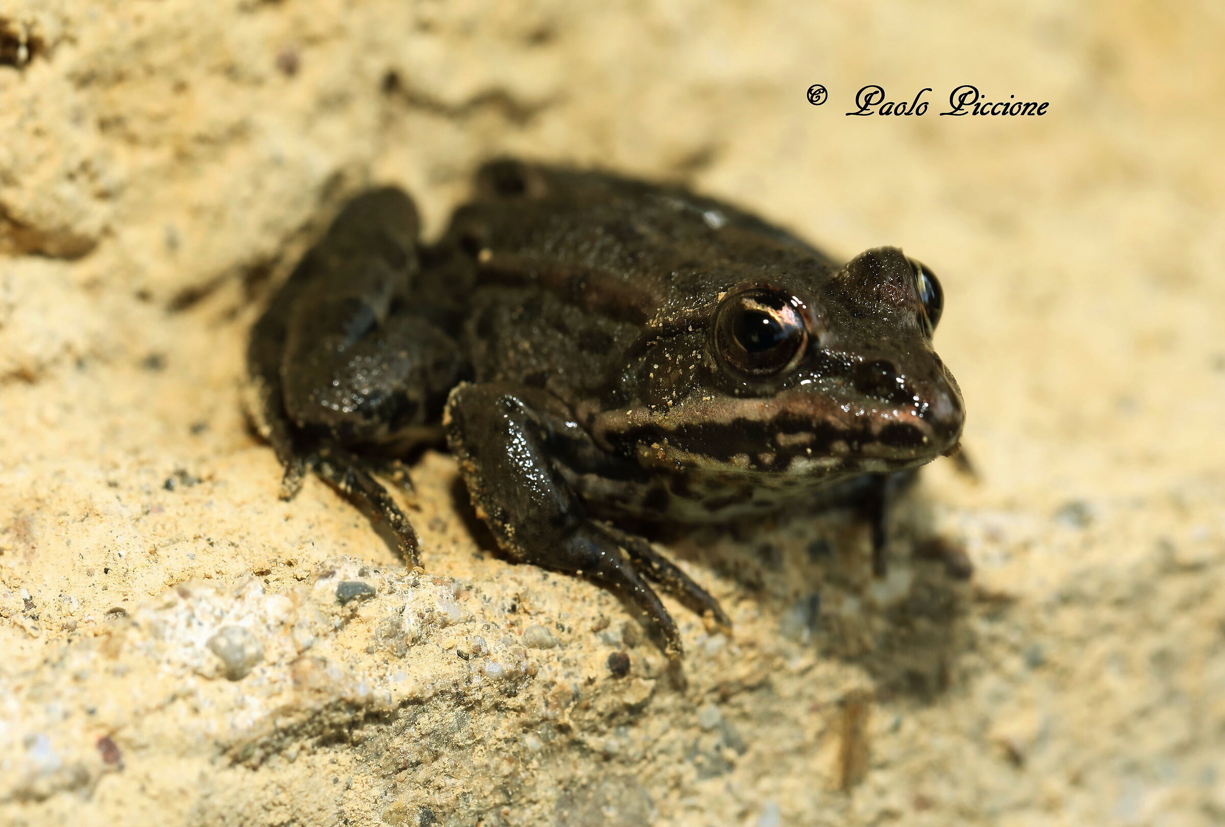 Toad