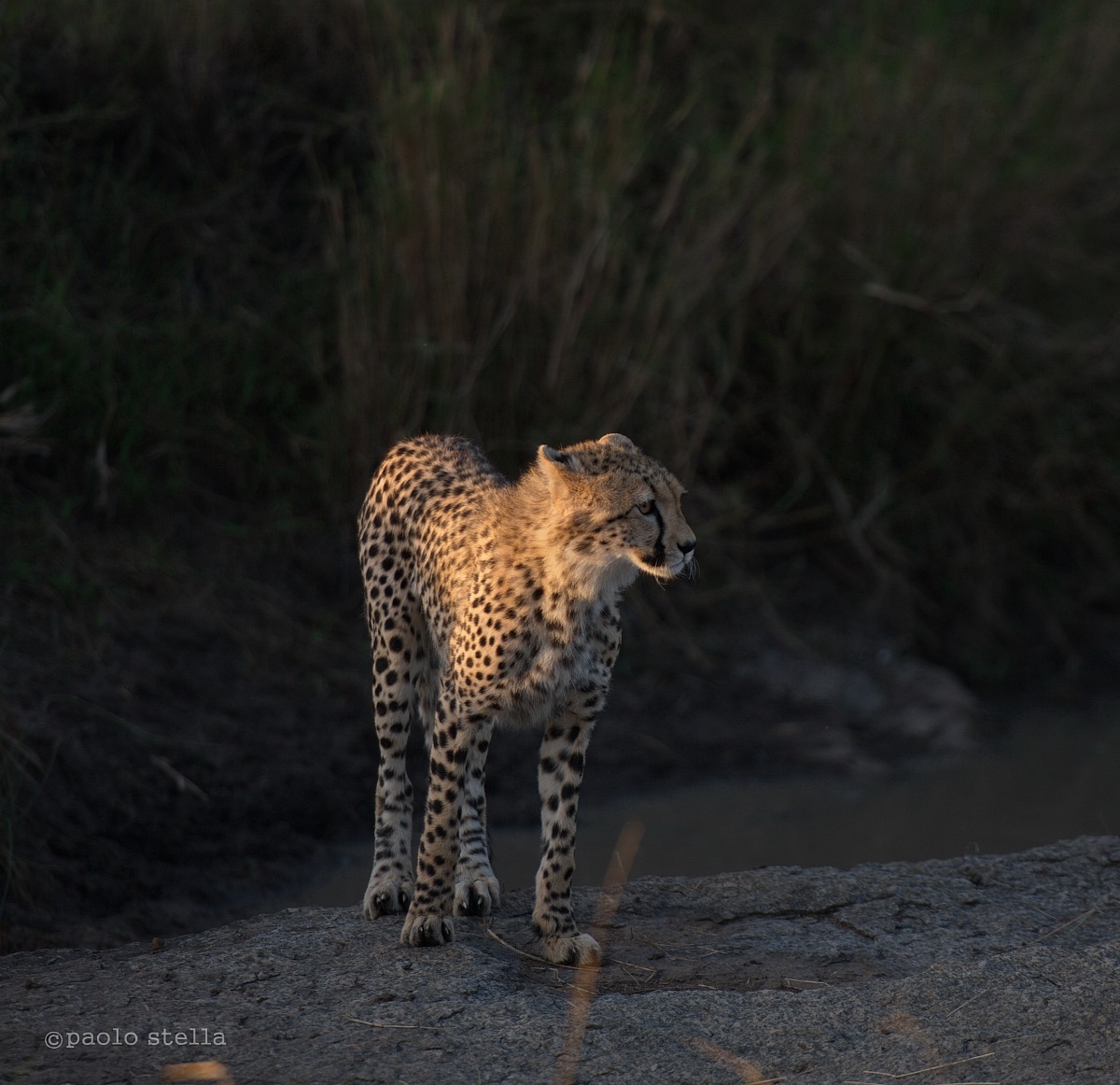 young cheetah at the water