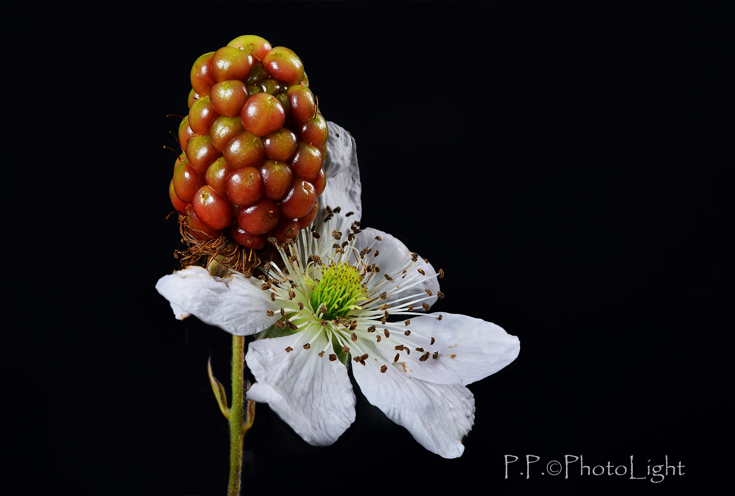 The flower and the fruit