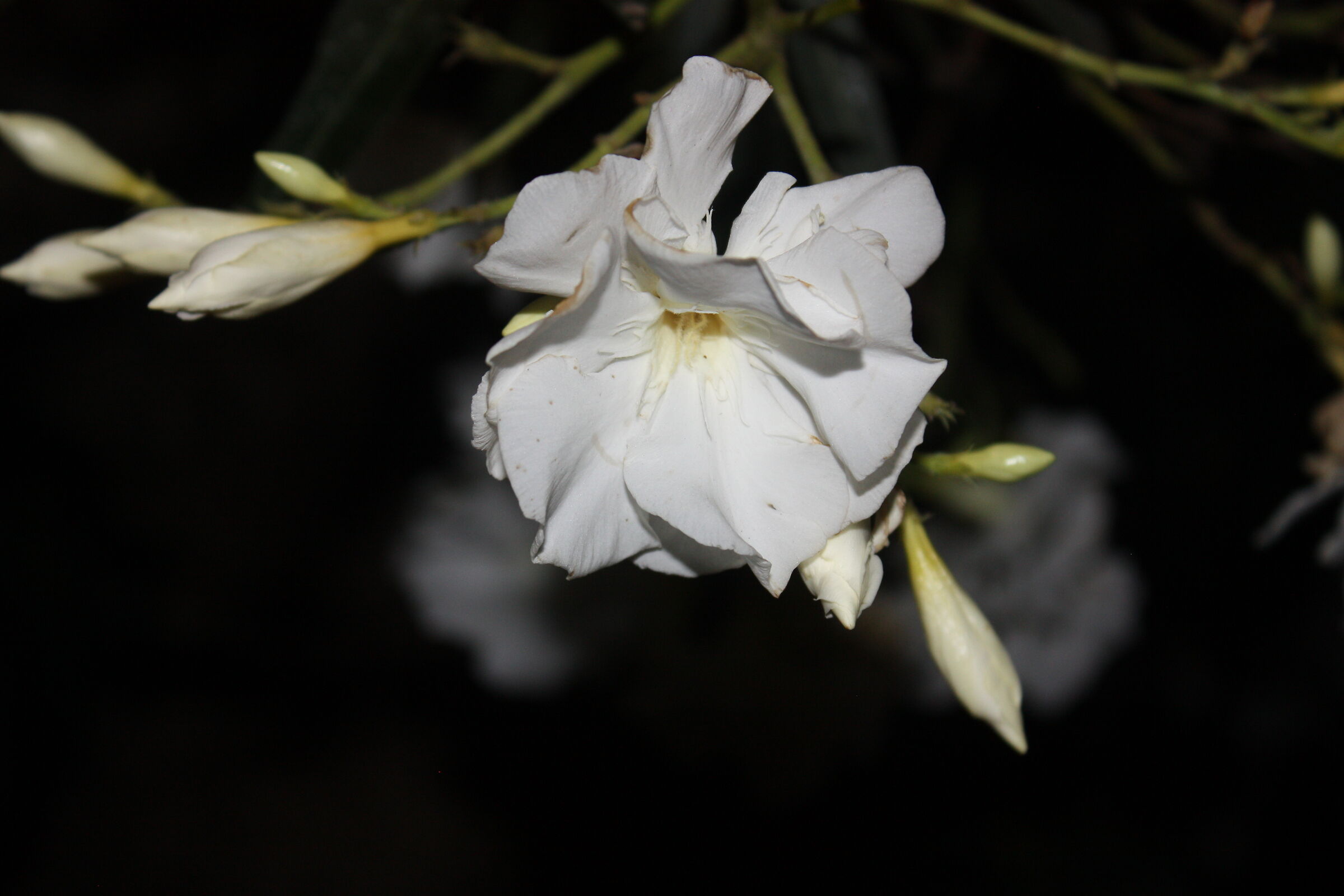 Flower in Night Part 1
