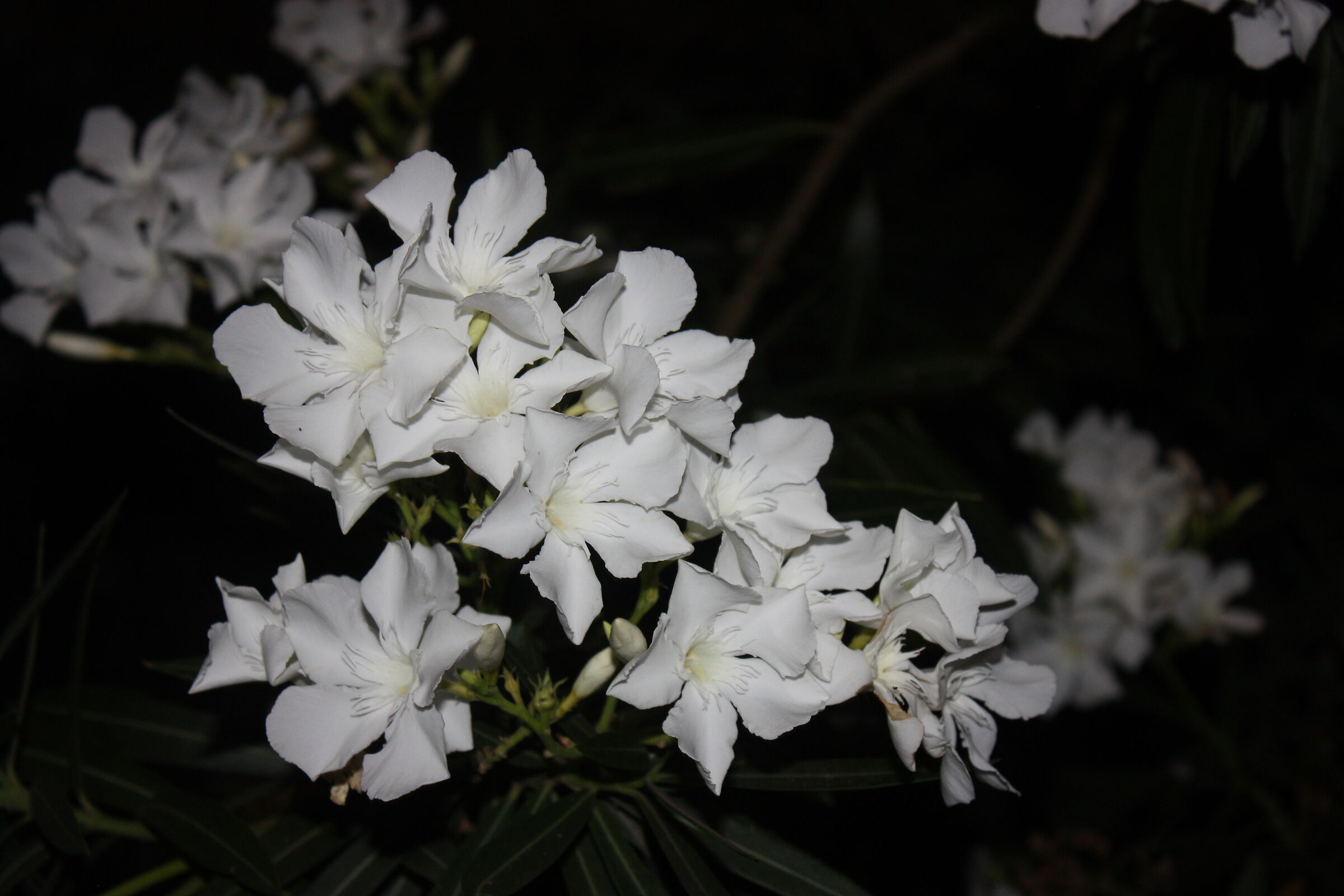flowers at night