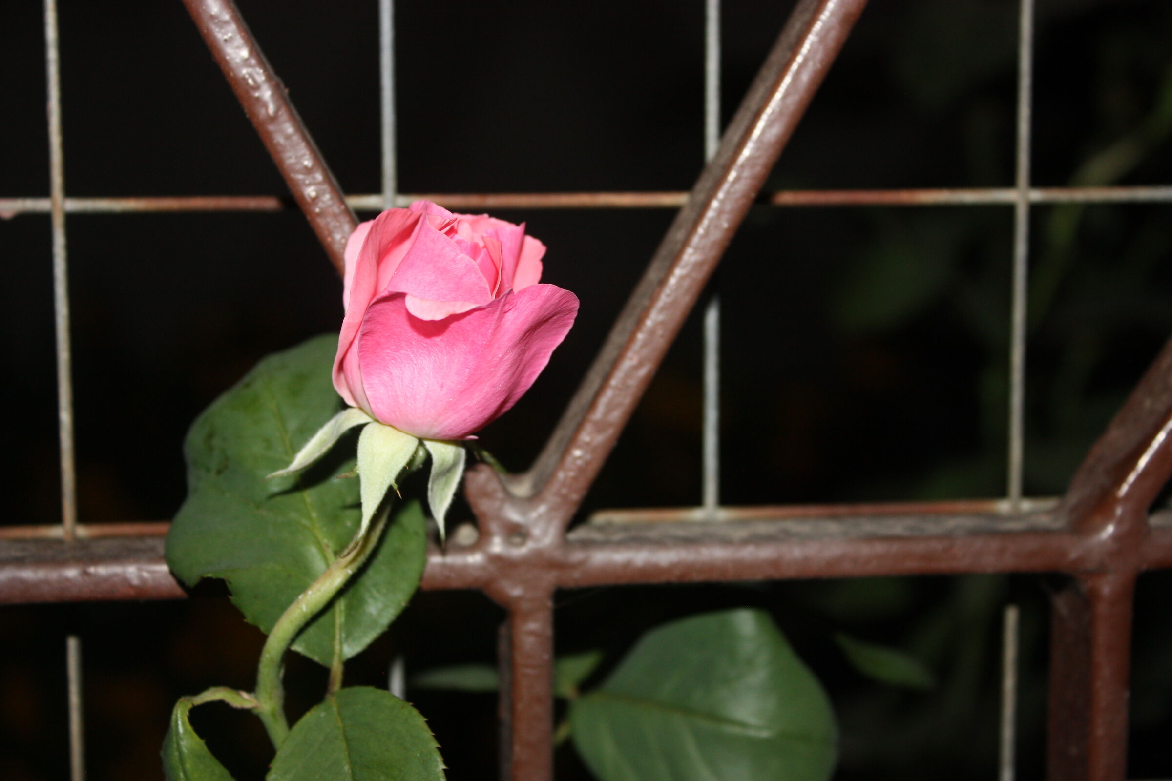 Rose at night
