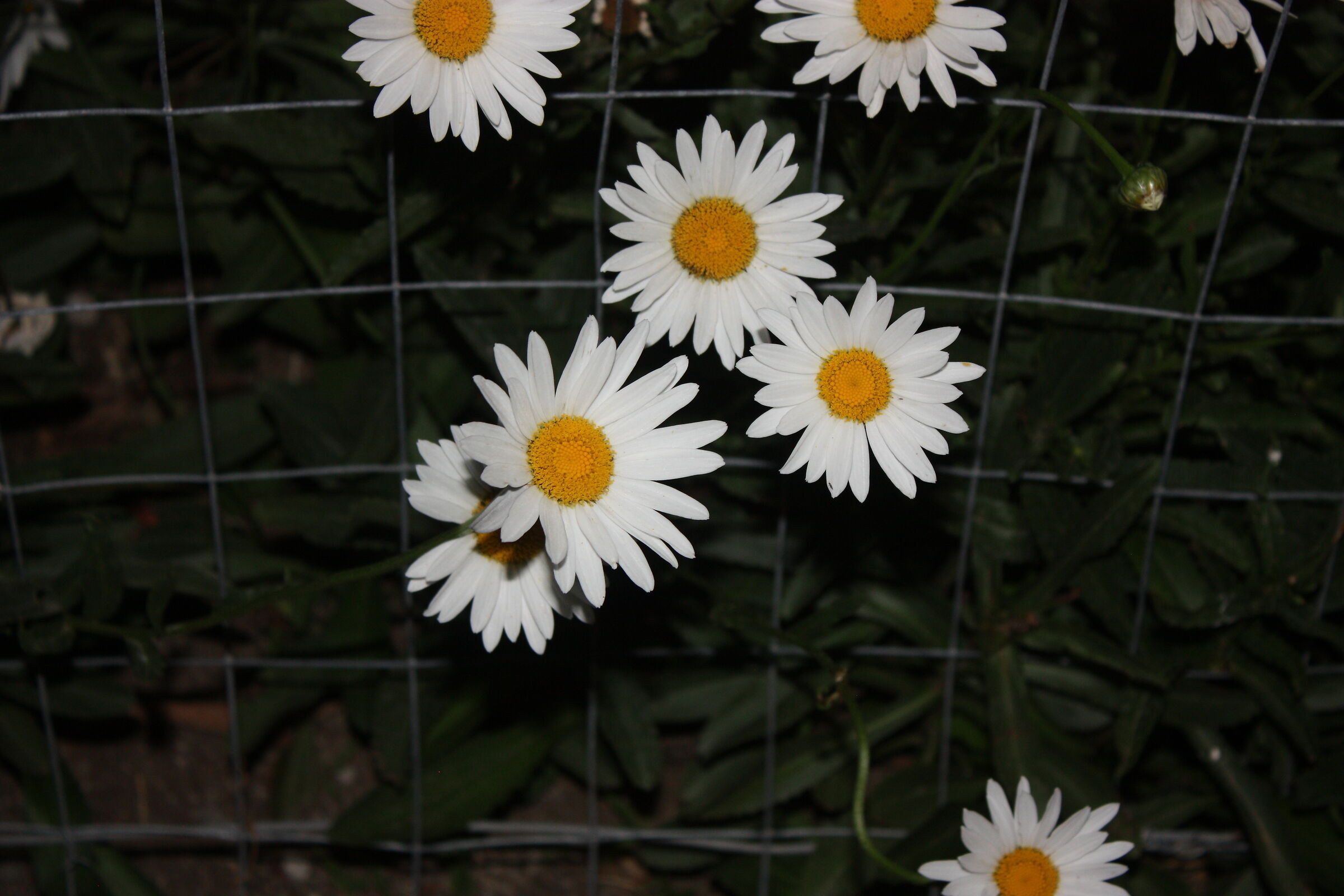 Daisies at night