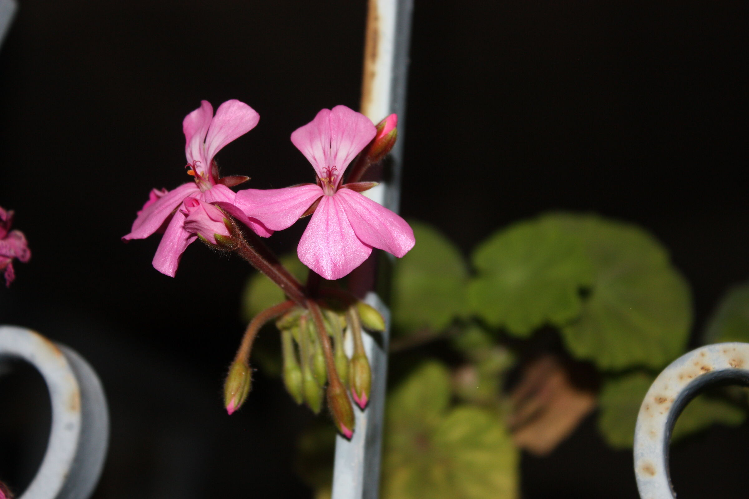 Flowers at night part 2