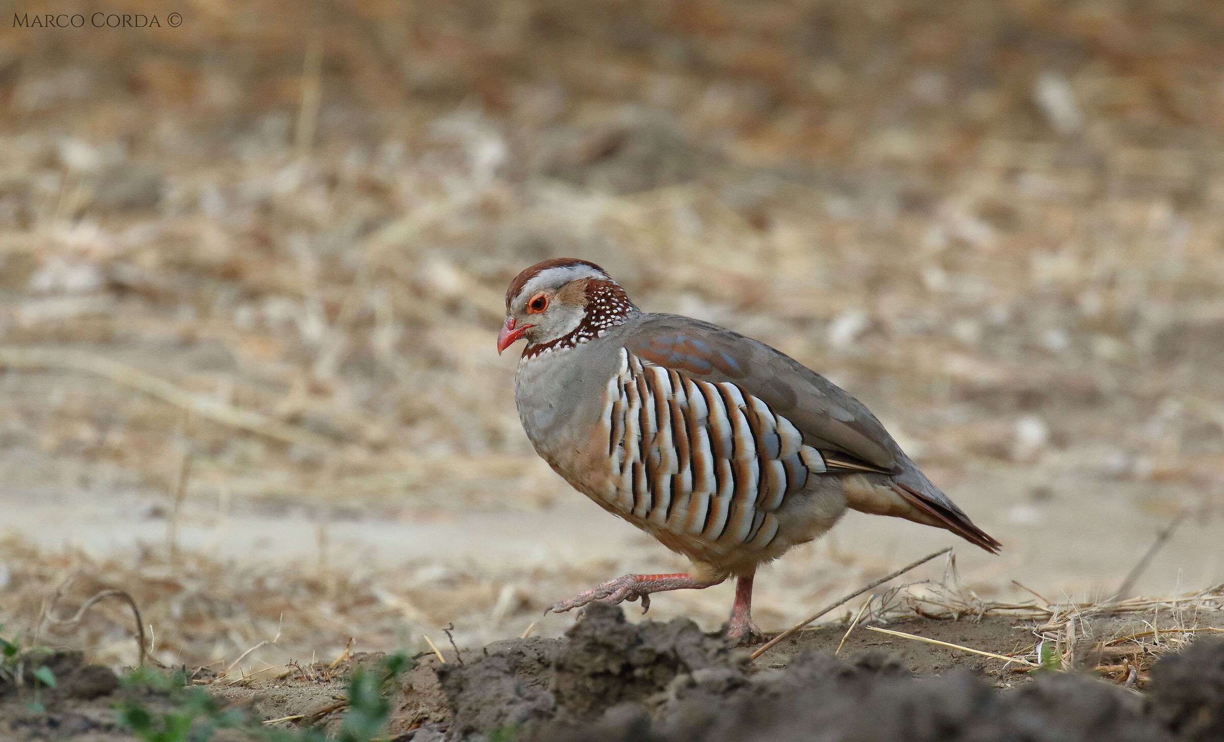 Sardinian partridge (Alectoris barbara)