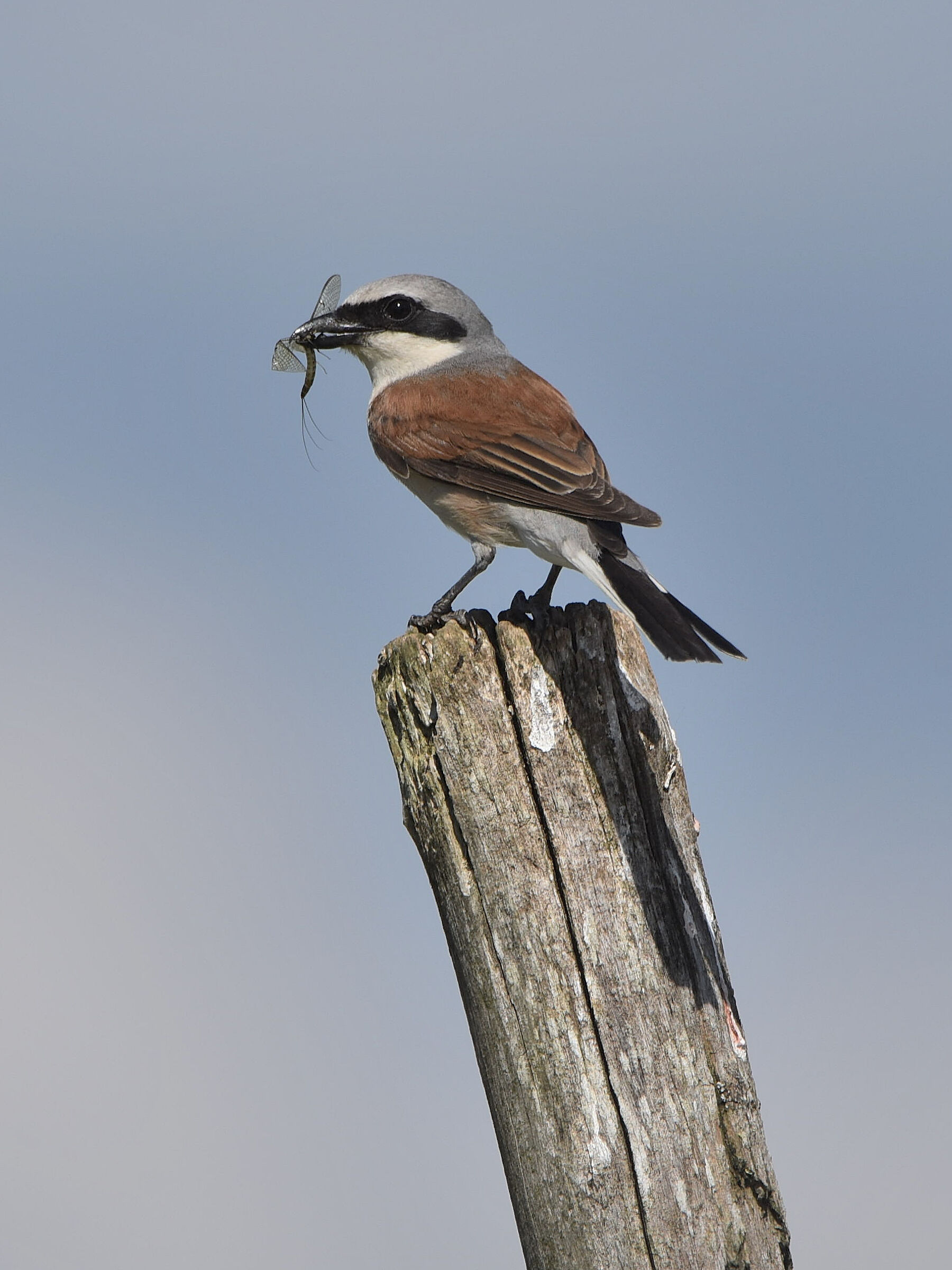 Little Shrike with Prey