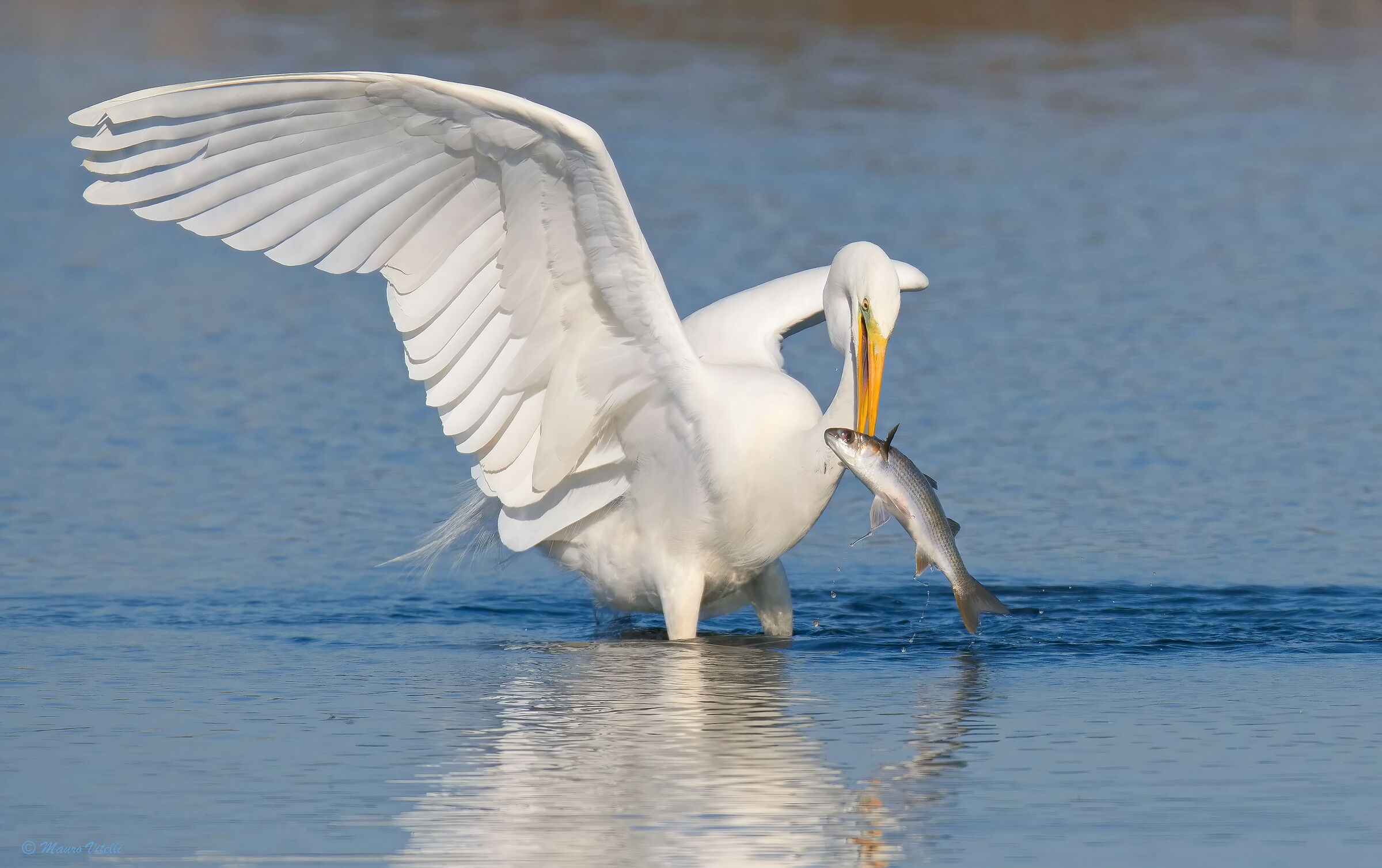 Great Egret