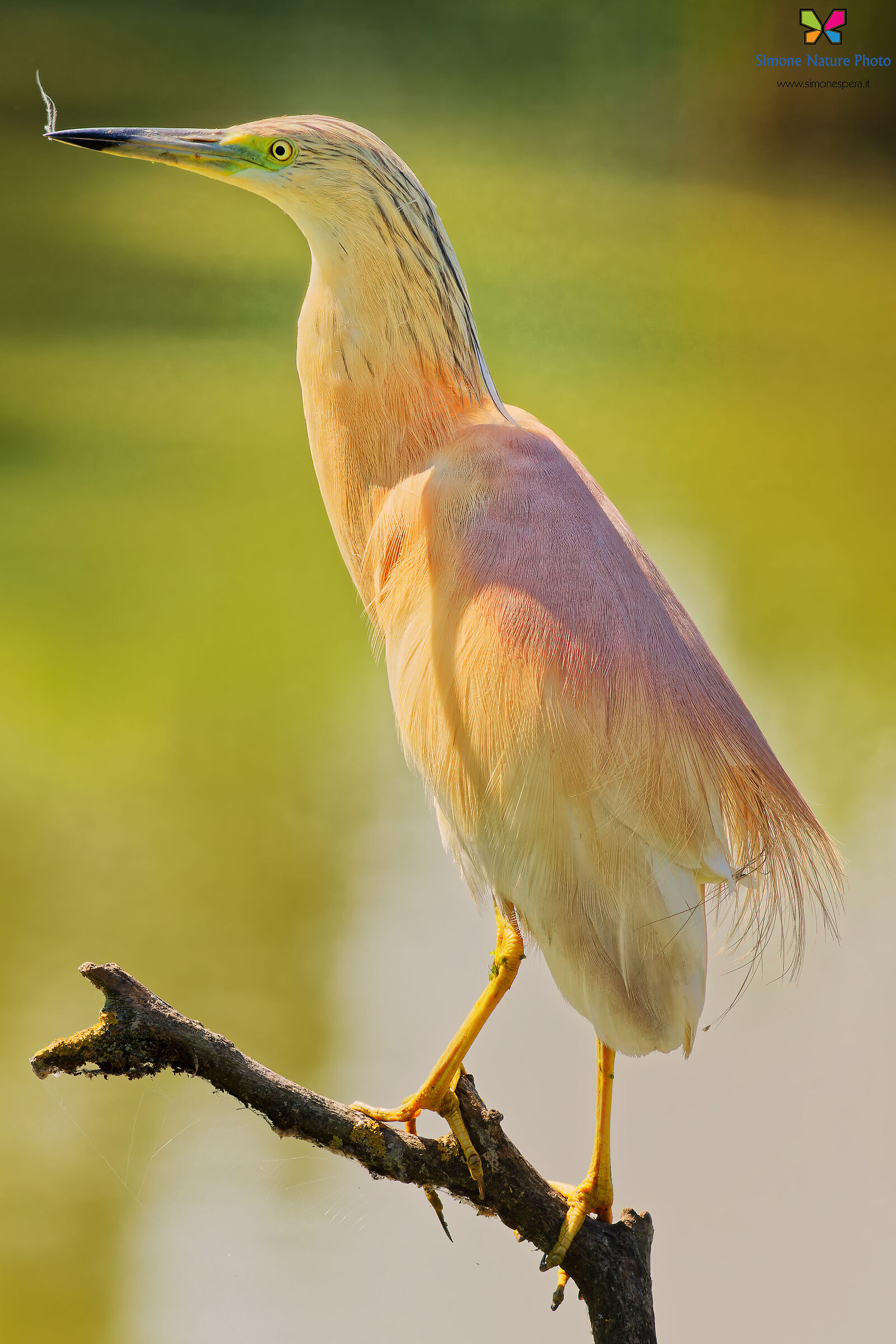 Squacco heron...