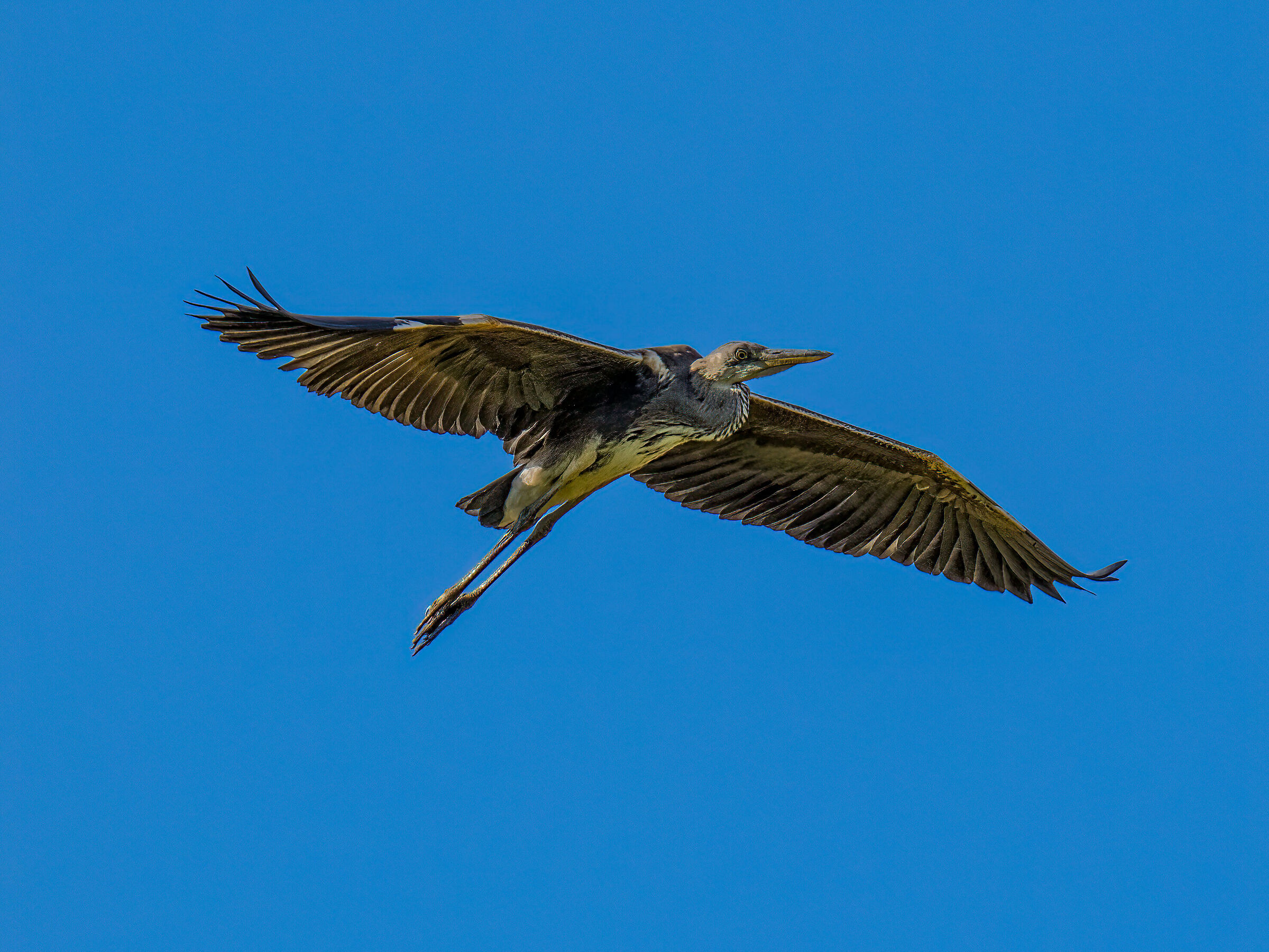 Juvenile Grey Heron