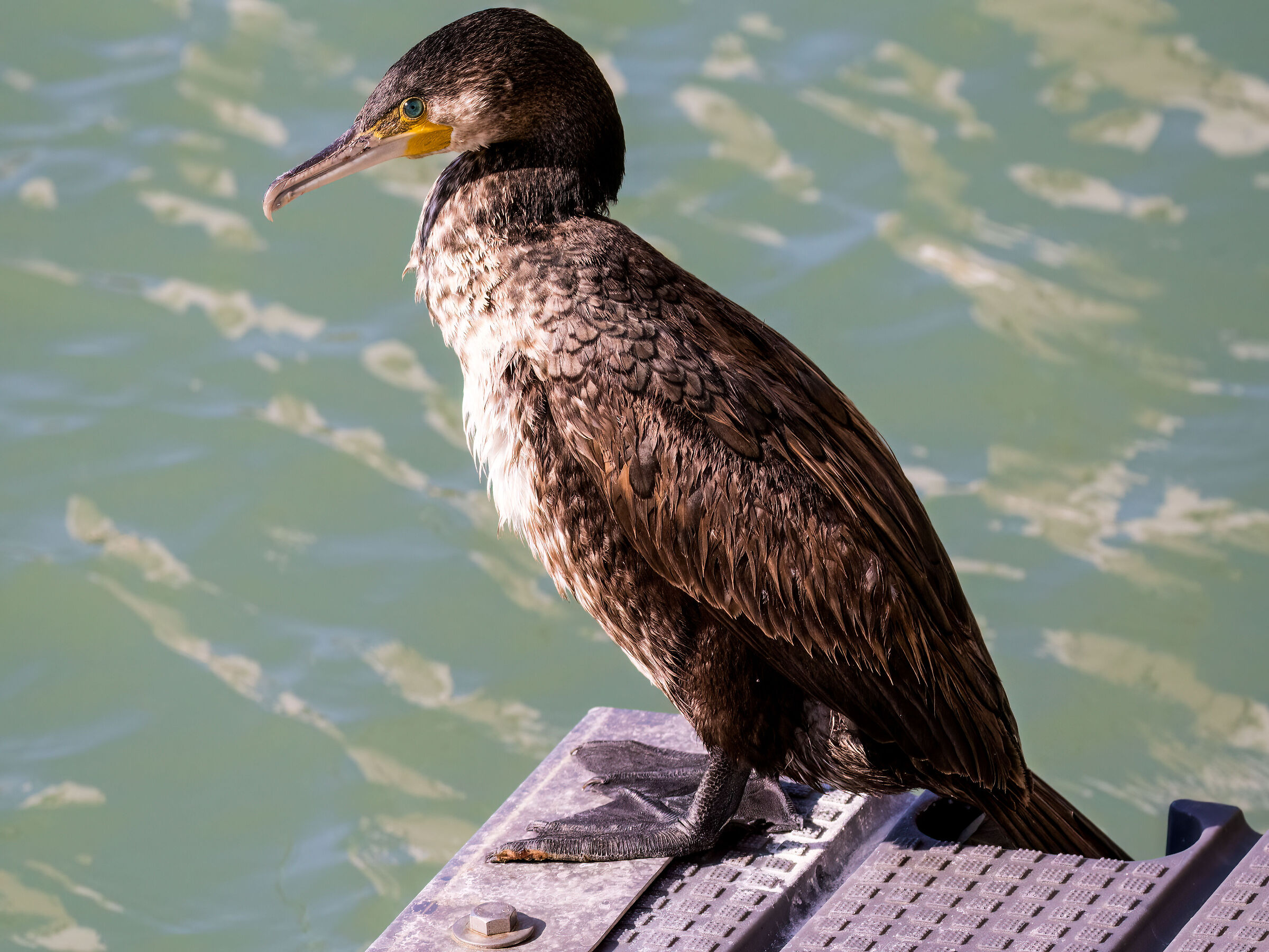 Cormorant