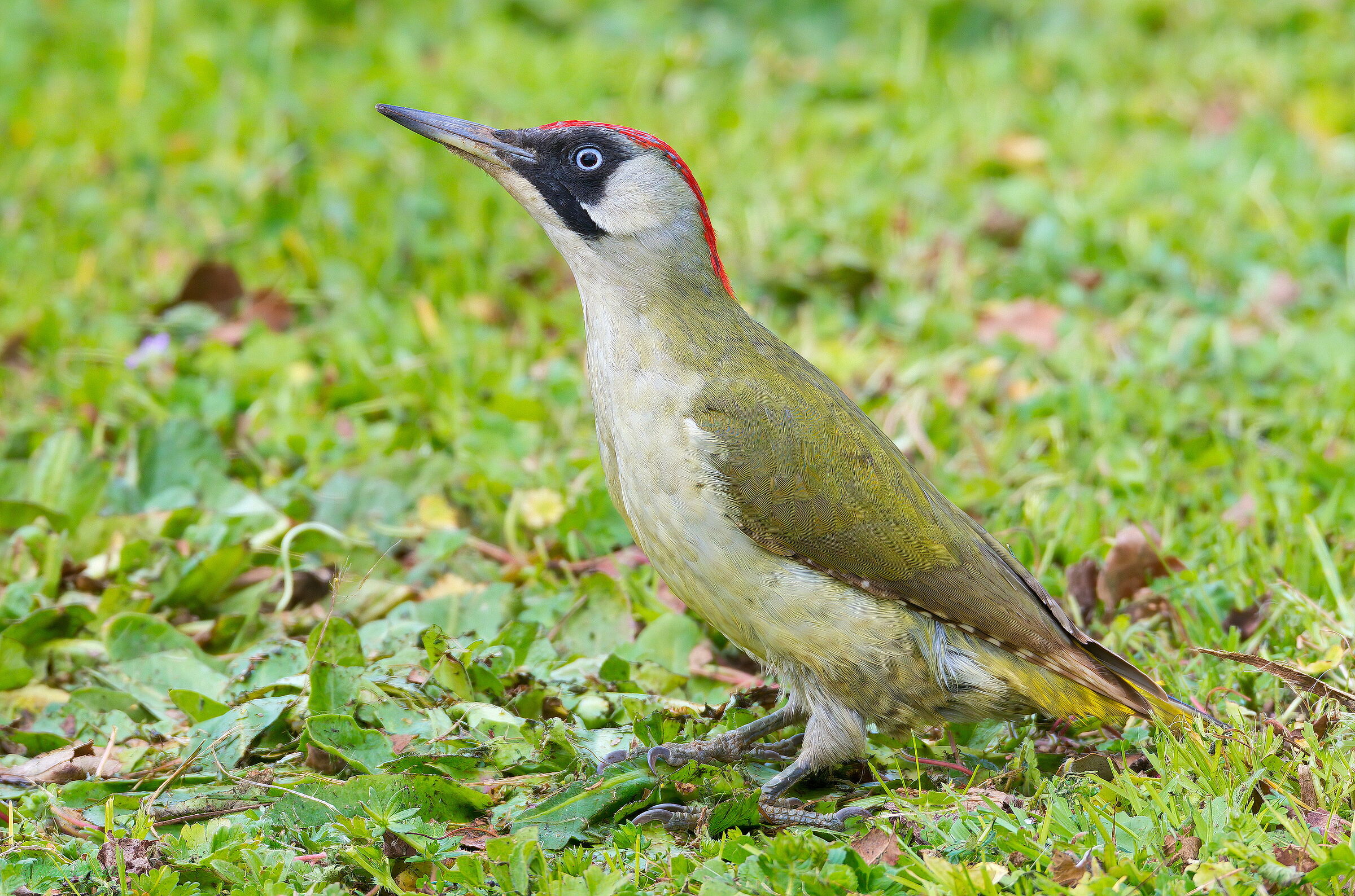Green Woodpecker (F)