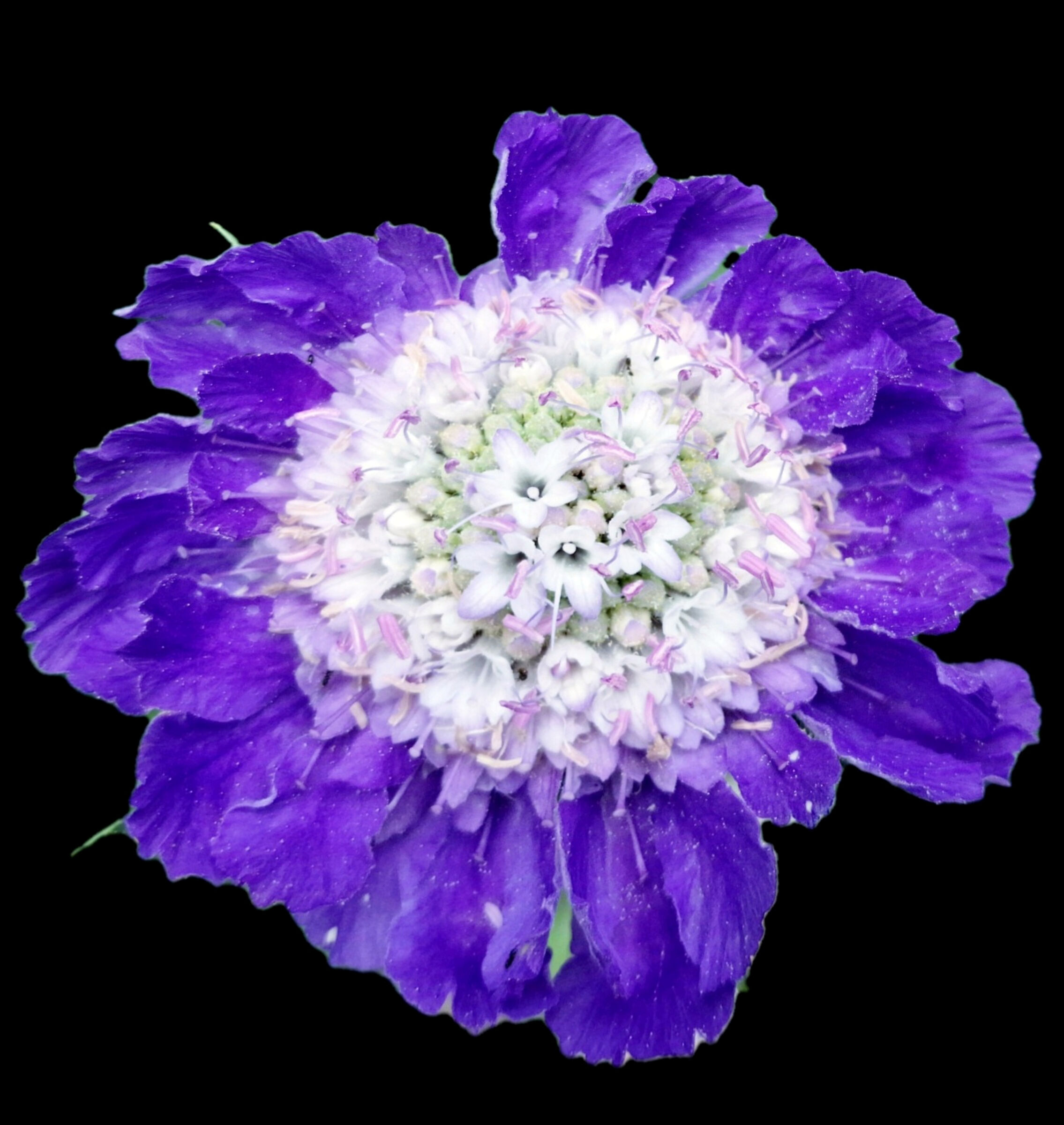Scabiosa Caucasica in fiore