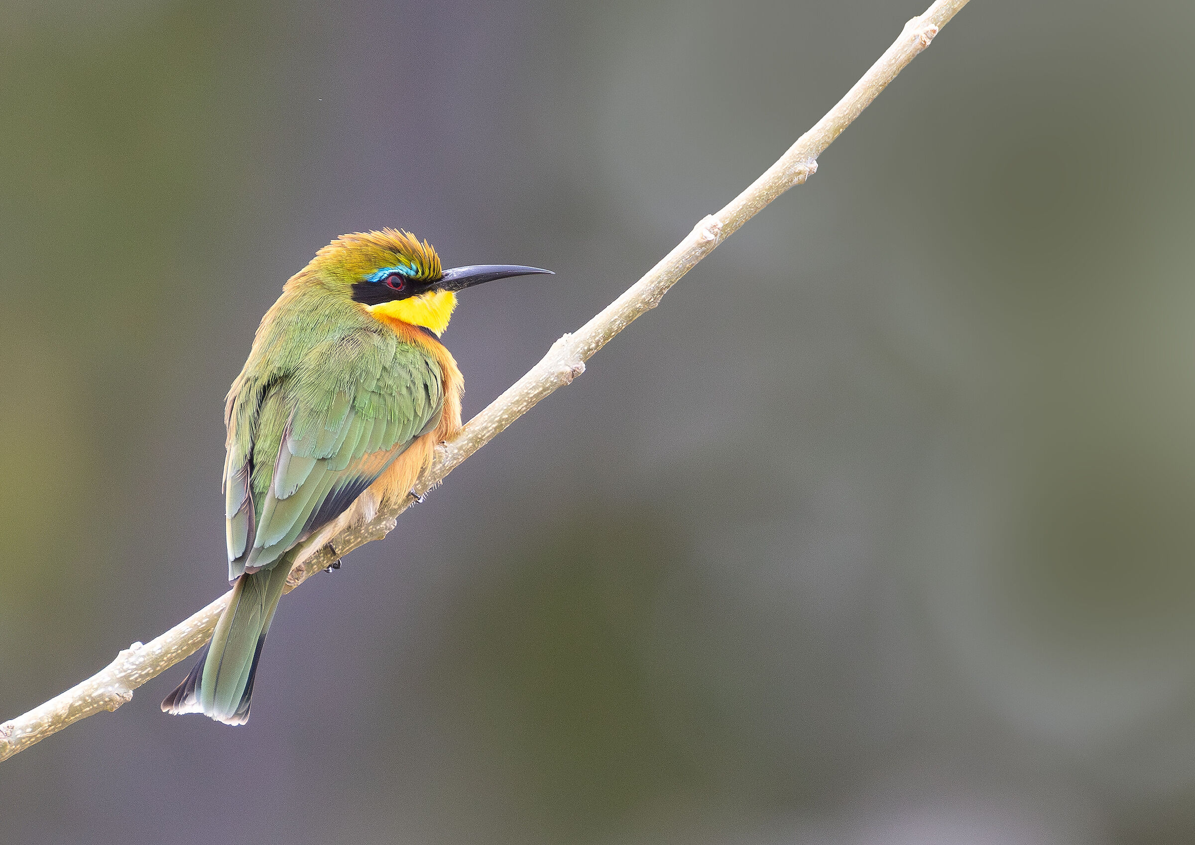 Gruccione denoise+crop+slight sharpen+sfondo 200-800