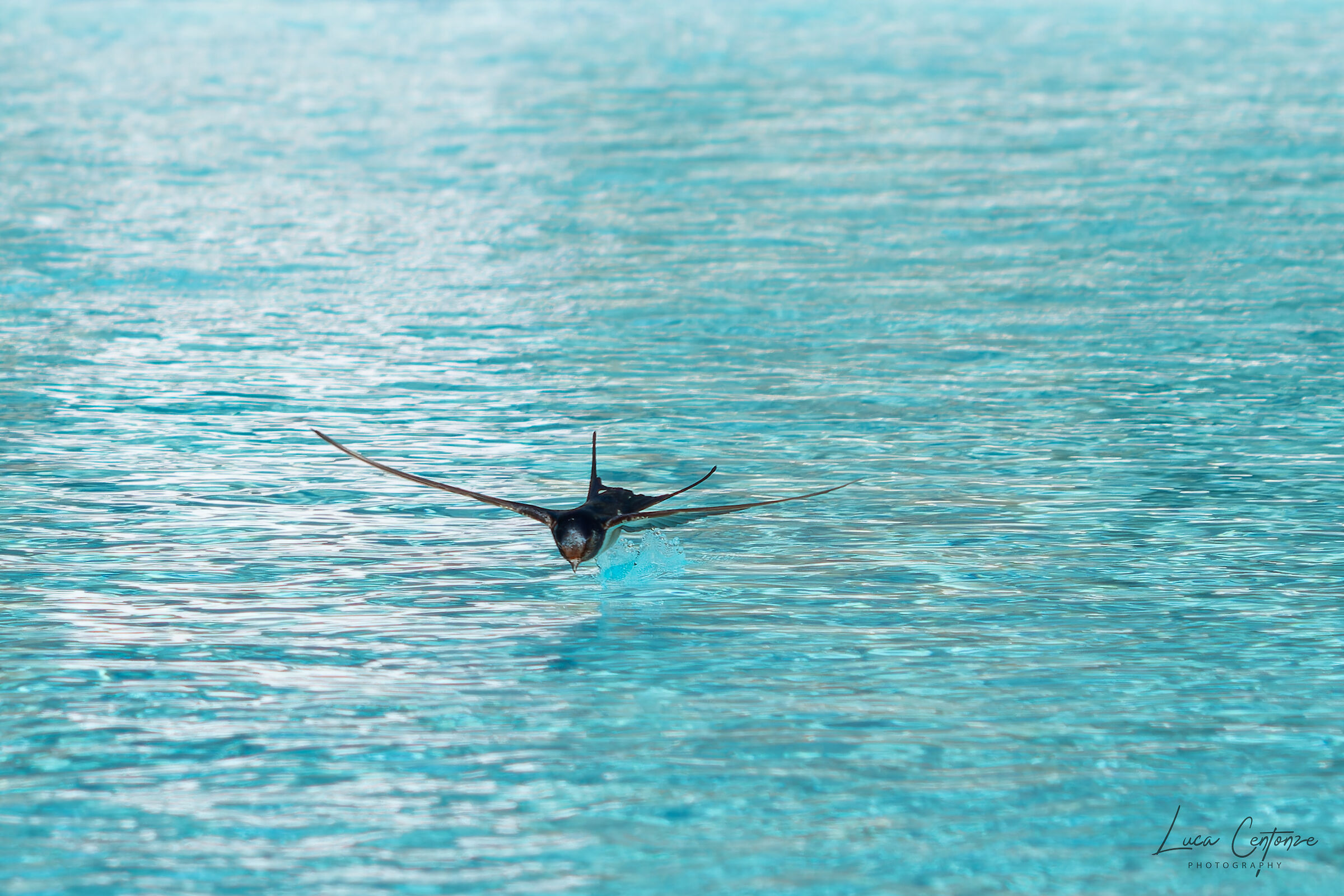 Rondine in piscina