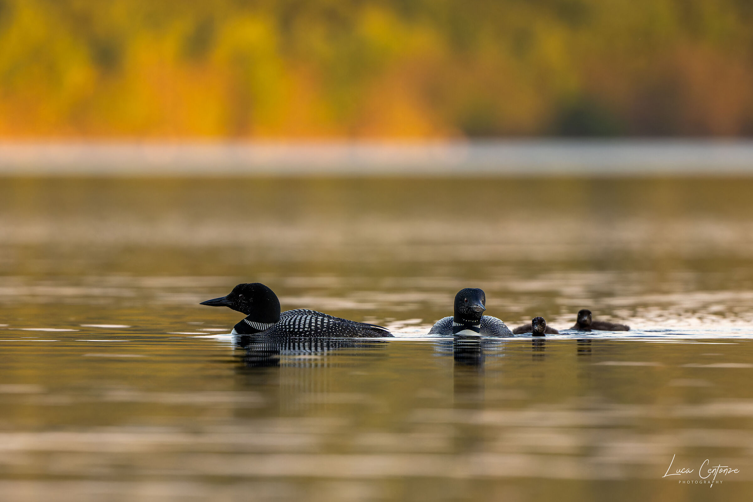 Common Loon (Gavia immer)