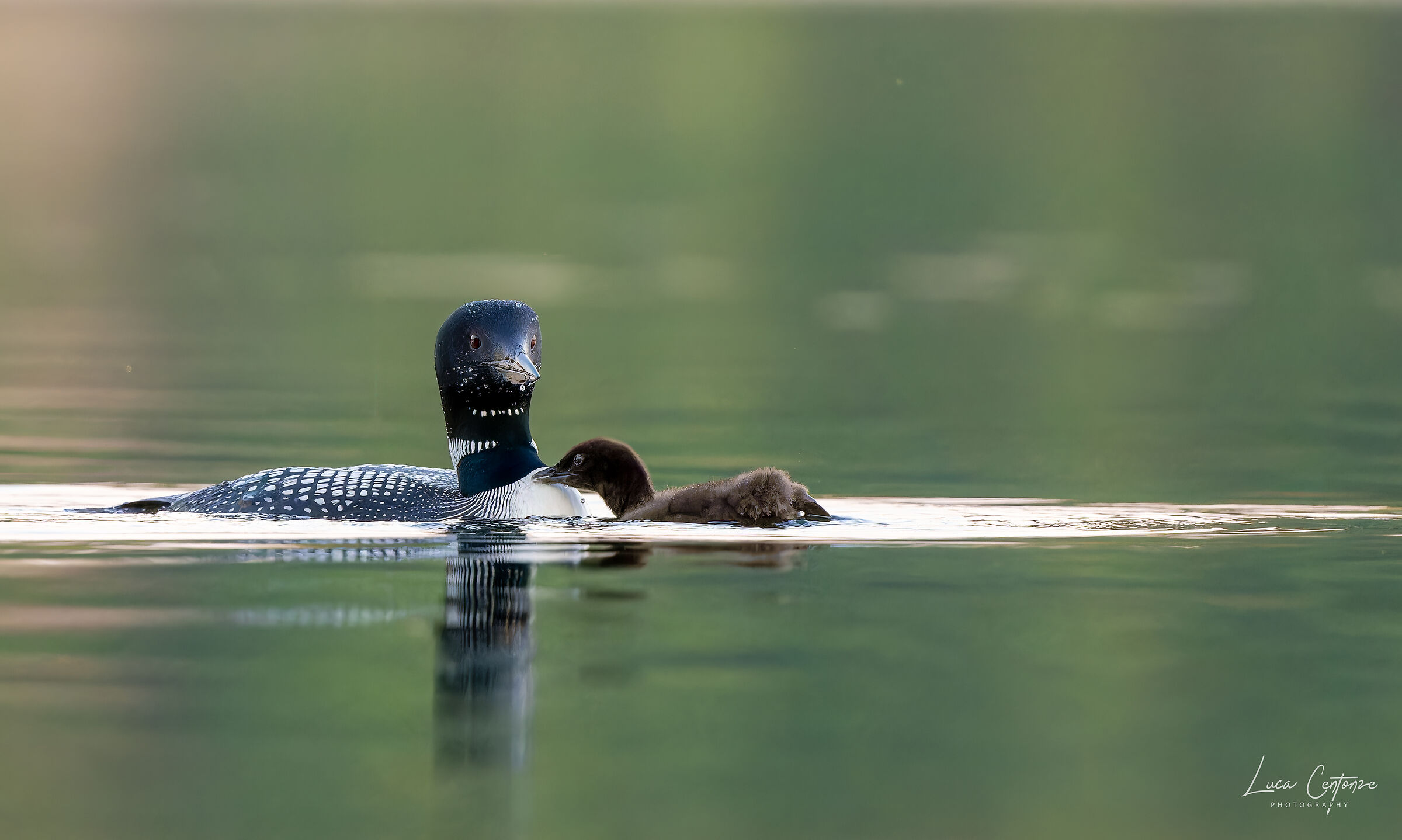 Common Loon (Gavia immer)