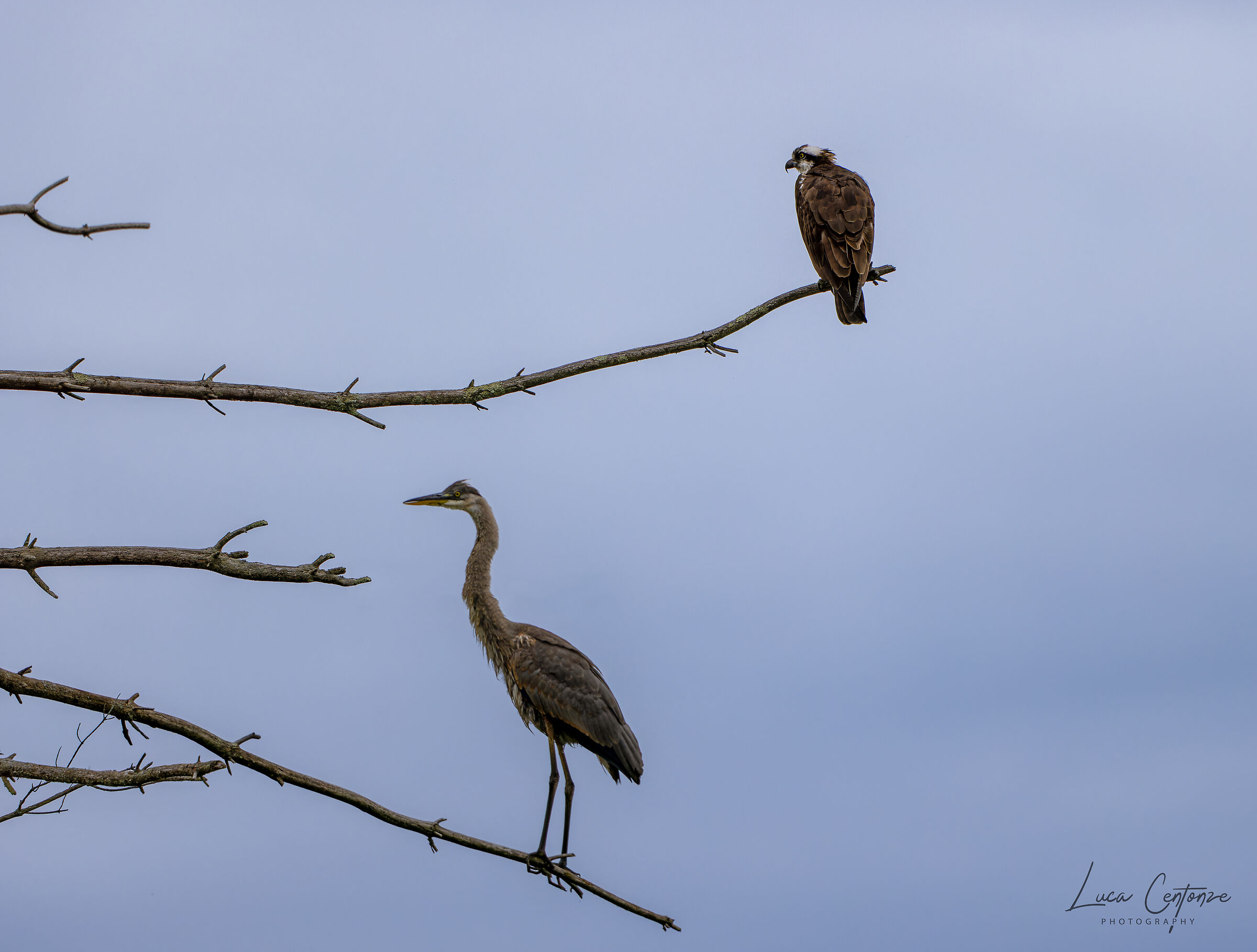 Una strana coppia ....