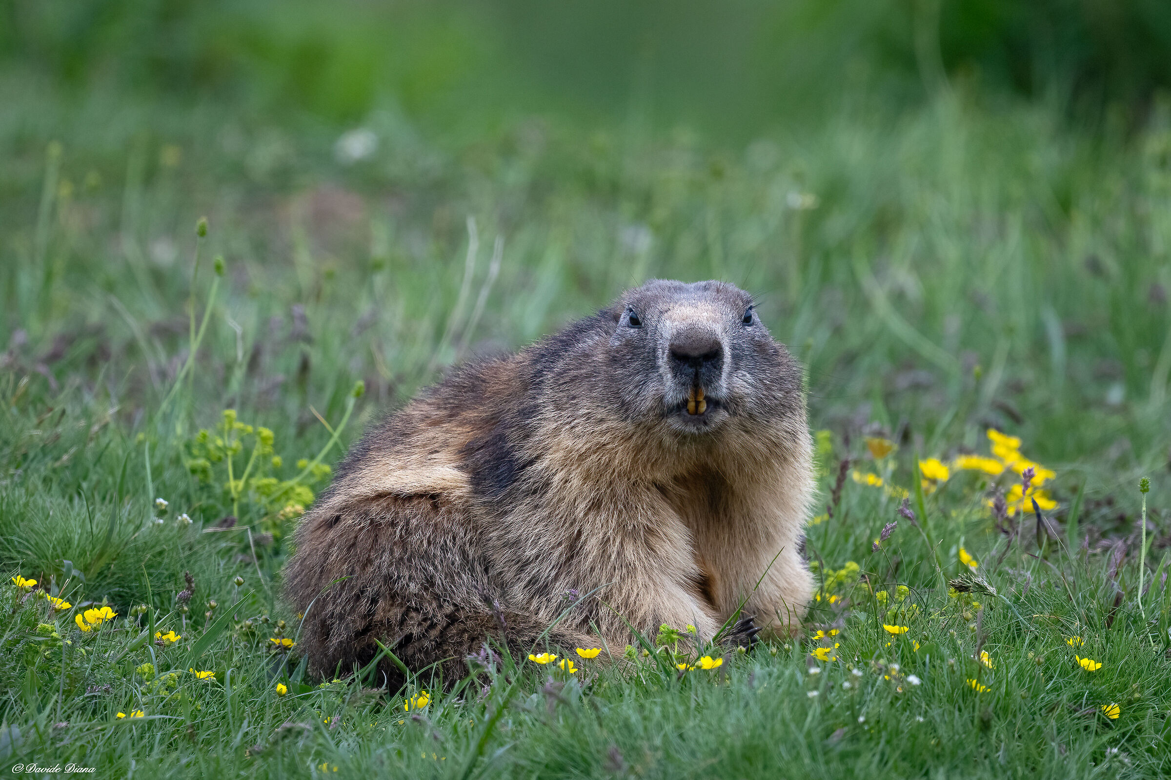 Marmot