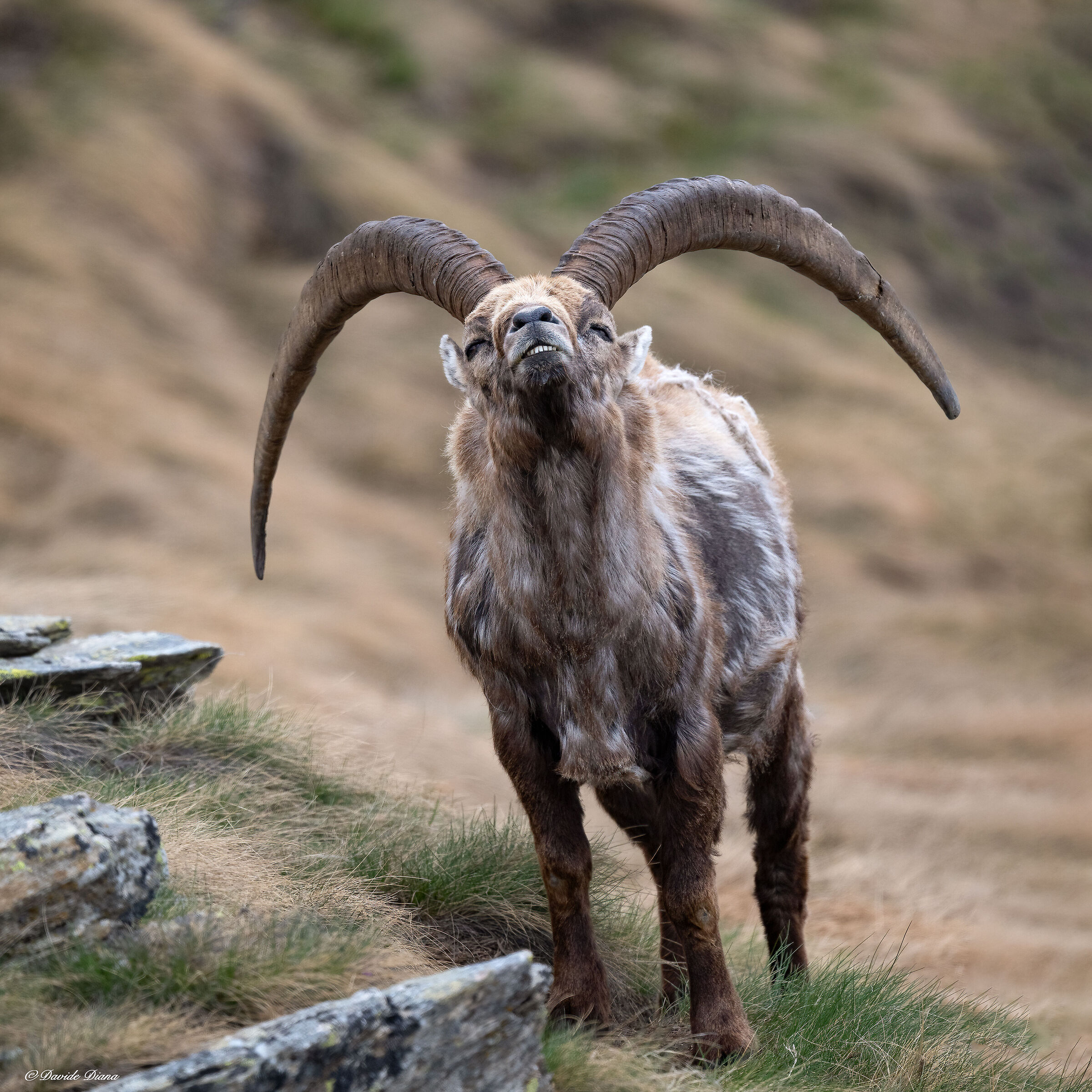 Ibex - Gran Paradiso National Park