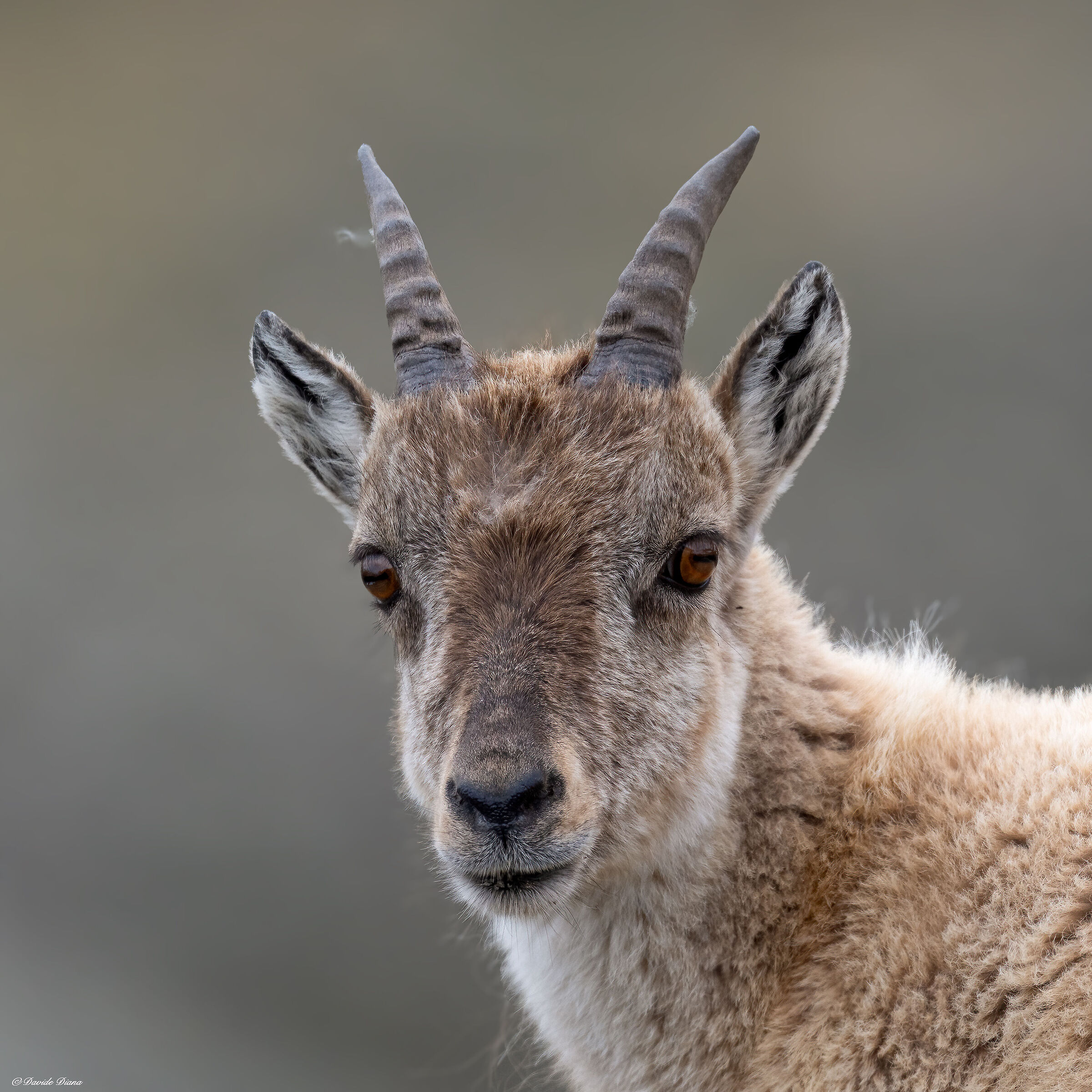 Ibex - Gran Paradiso National Park