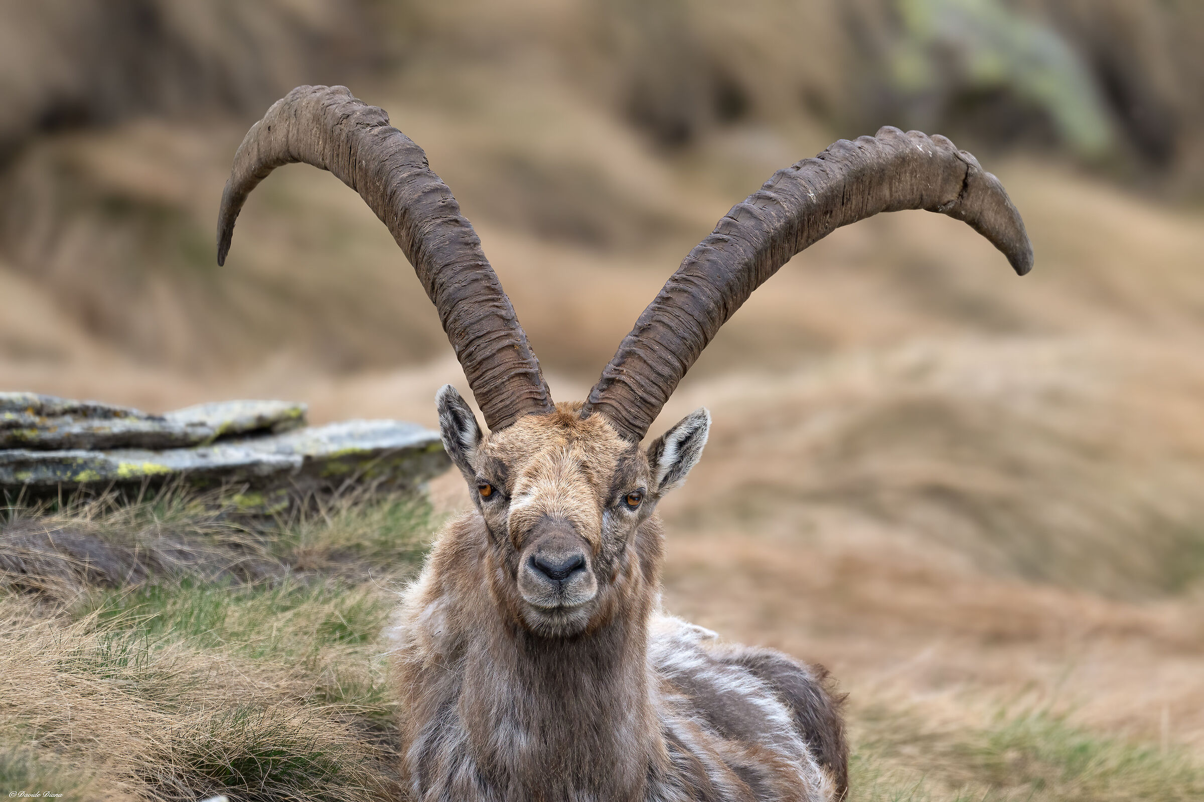 Ibex - Gran Paradiso National Park