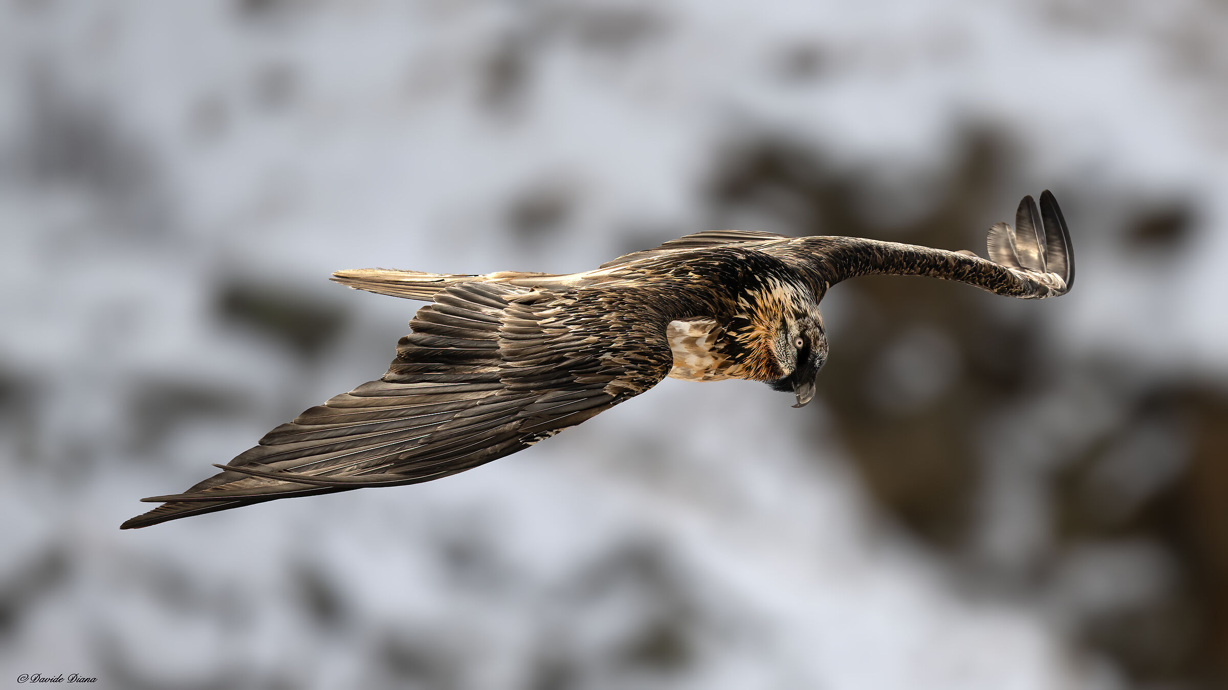 Gypaetus barbatus - Gran Paradiso National Park