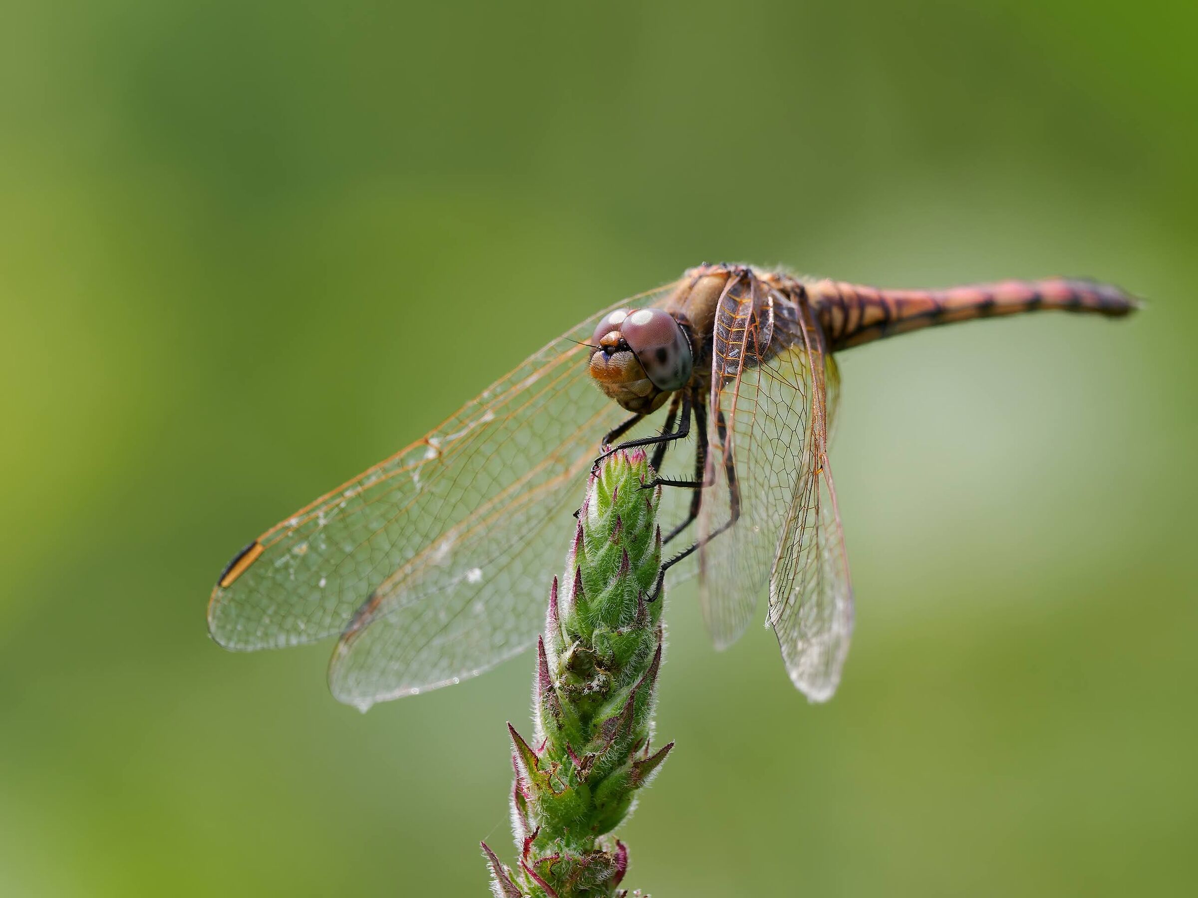 Dragonfly
