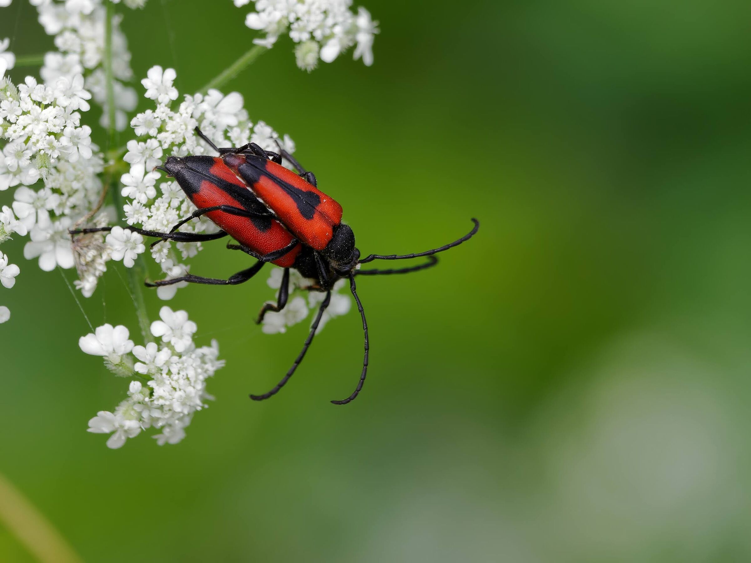 Stictoleptura cordigera