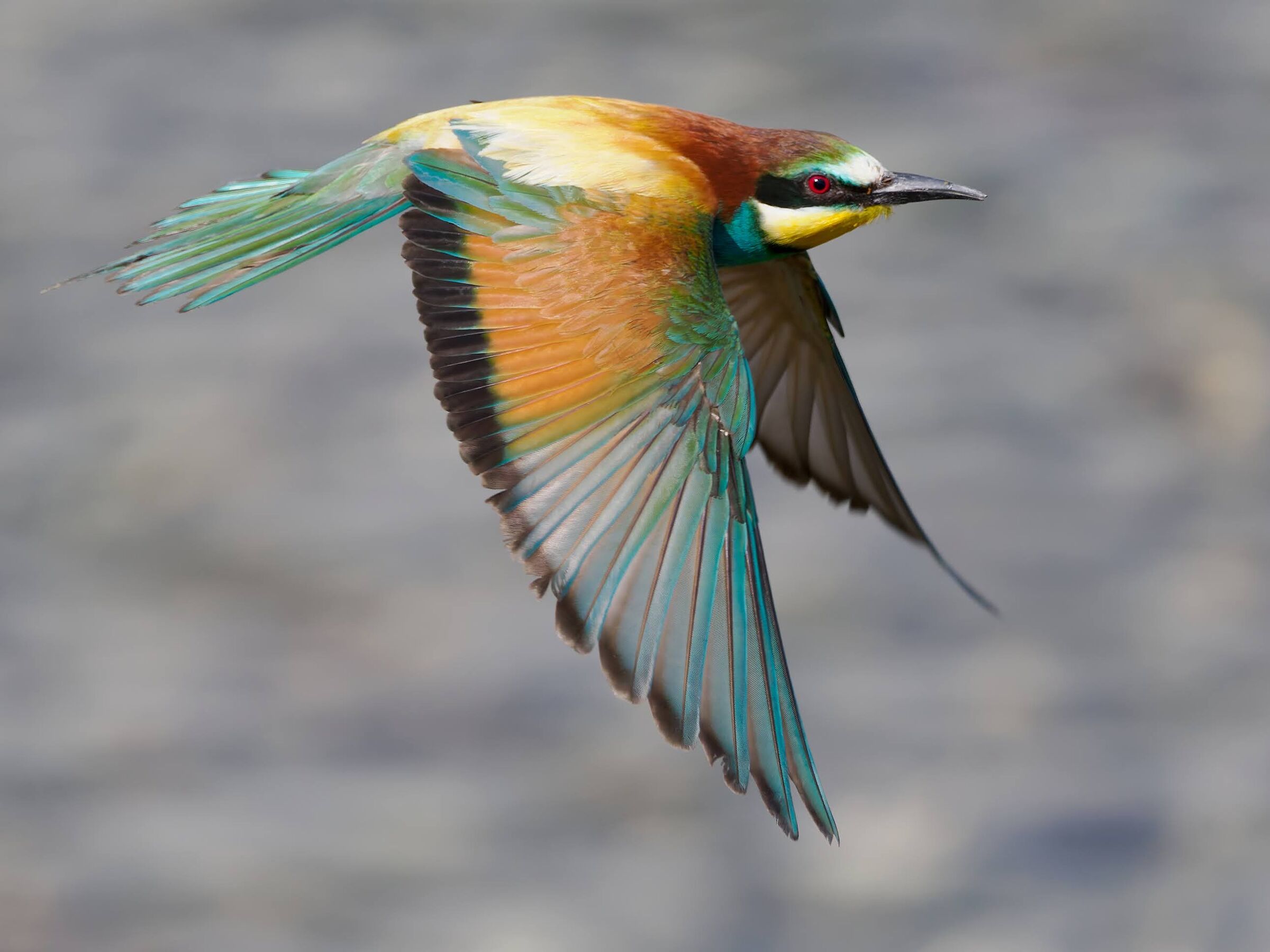 Bee-eater
