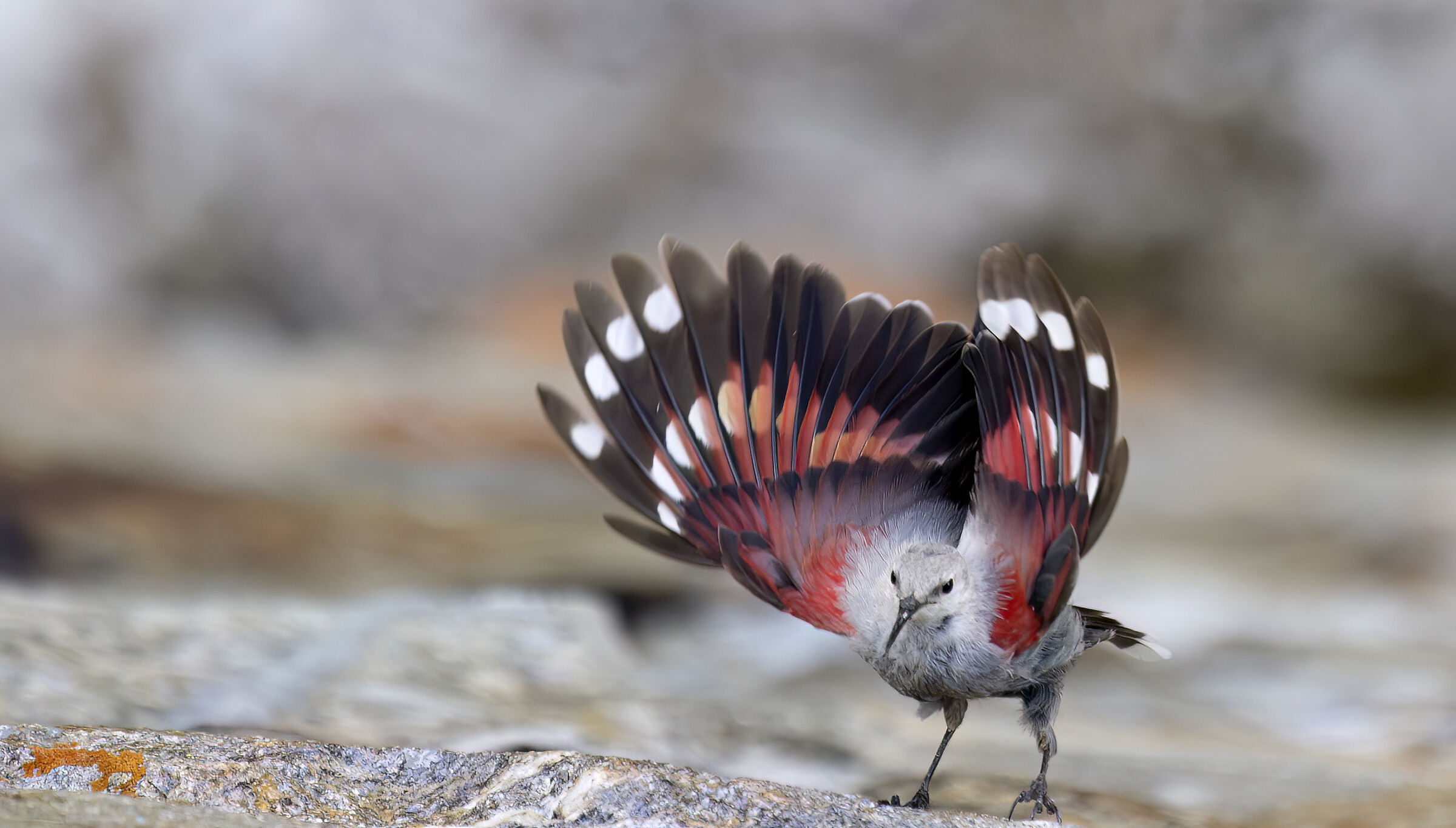 Wallcreeper 2023