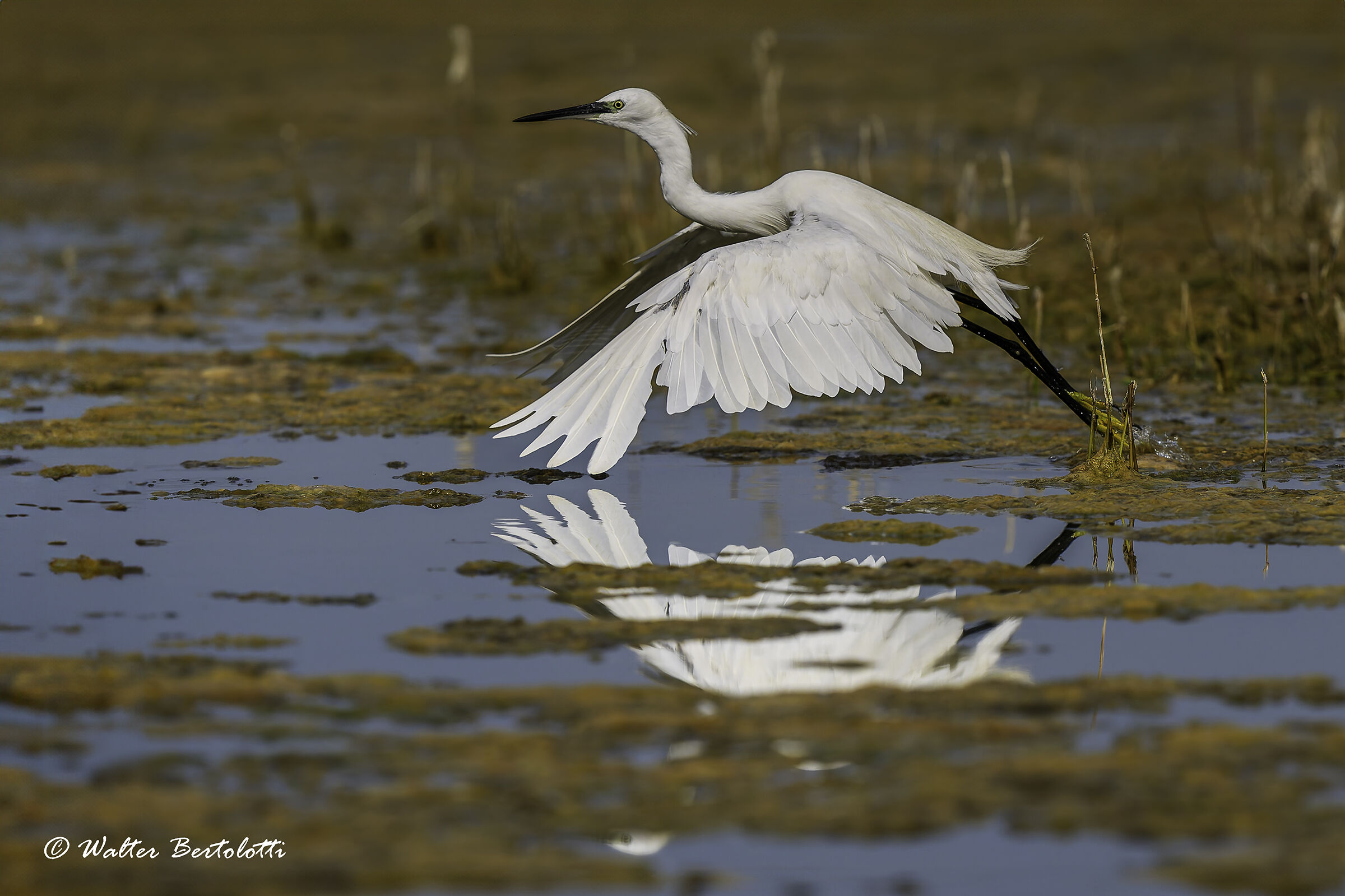 Egret in deadlift