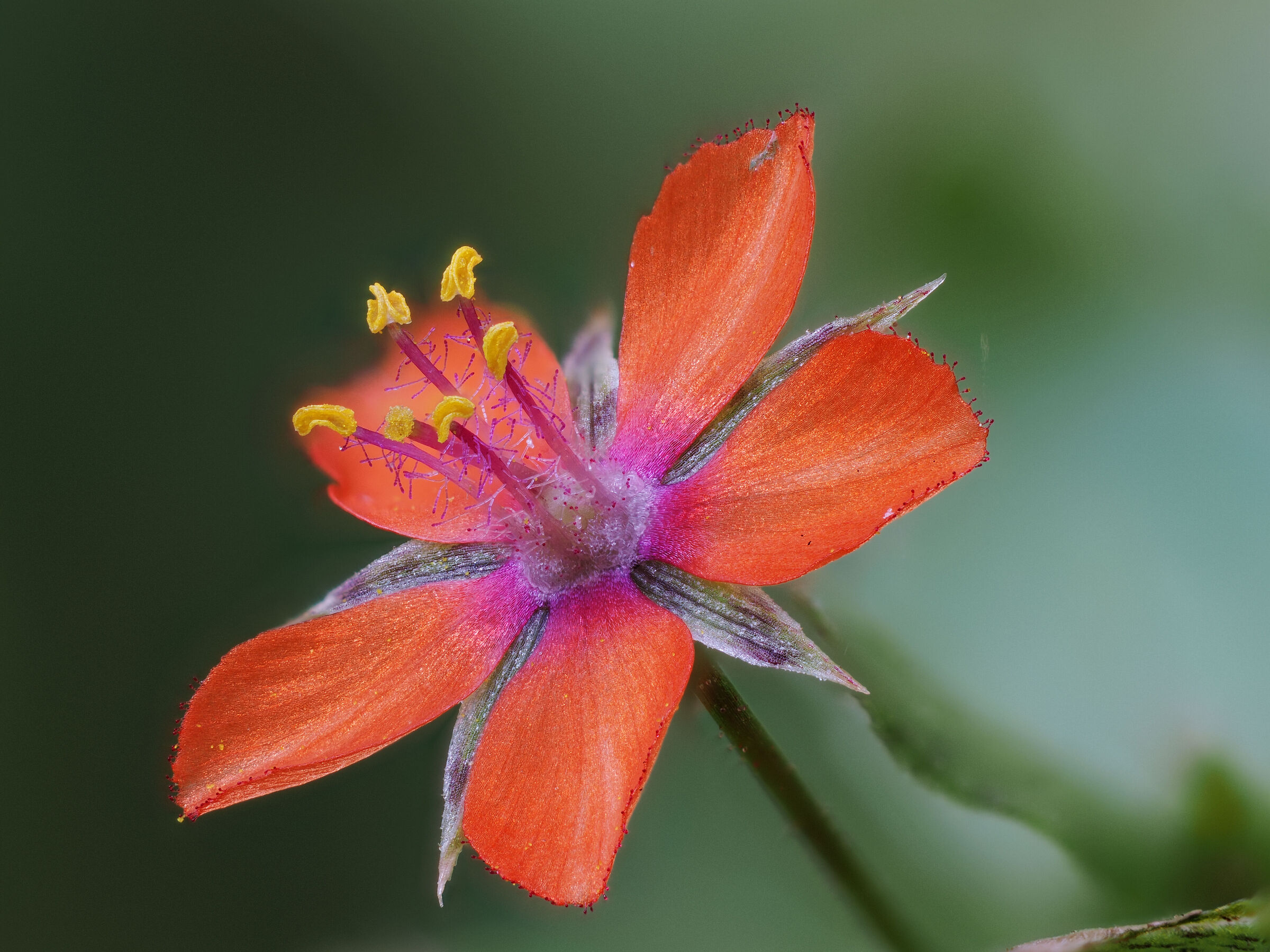 Anagallis arvensis
