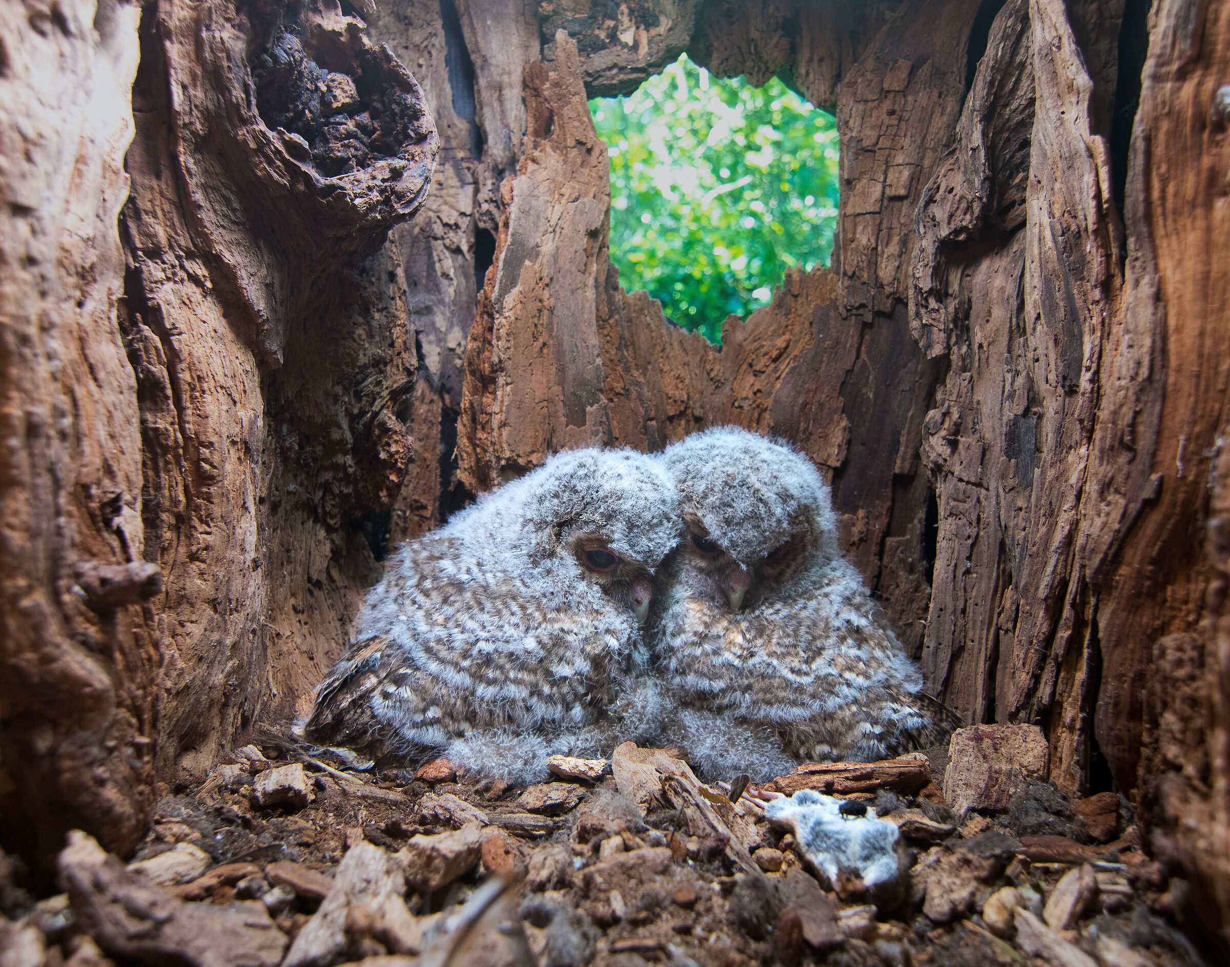 There is a fly on our mouse